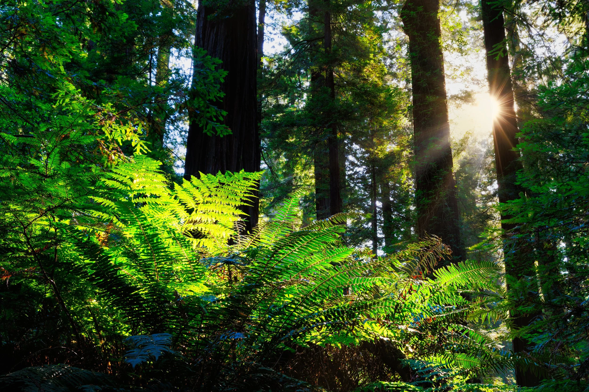 Sunlight filtering through dense green forest with tall trees and lush ferns.