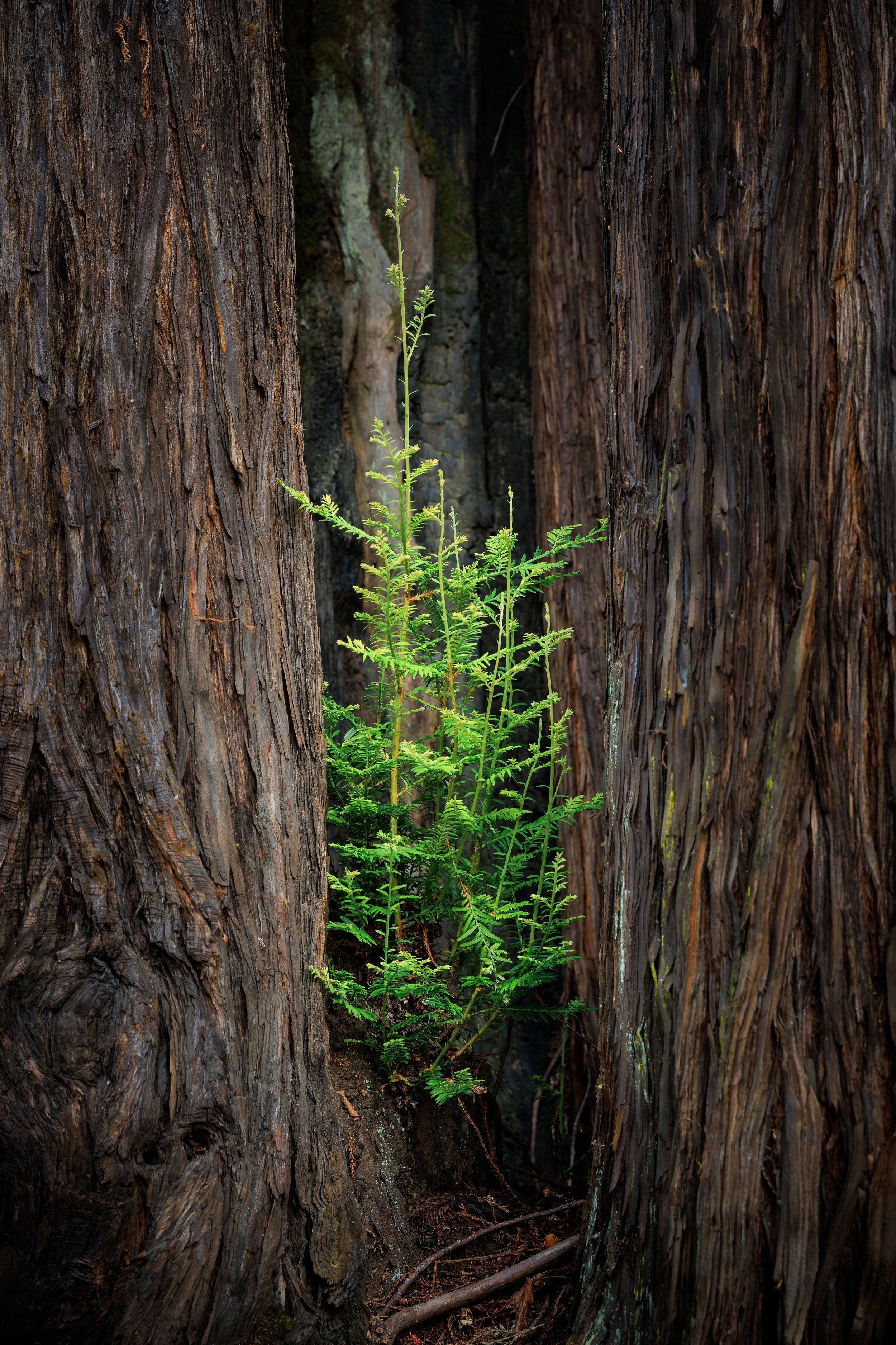 A small green plant growing between the trunks of two large, rough-barked trees in a forest.