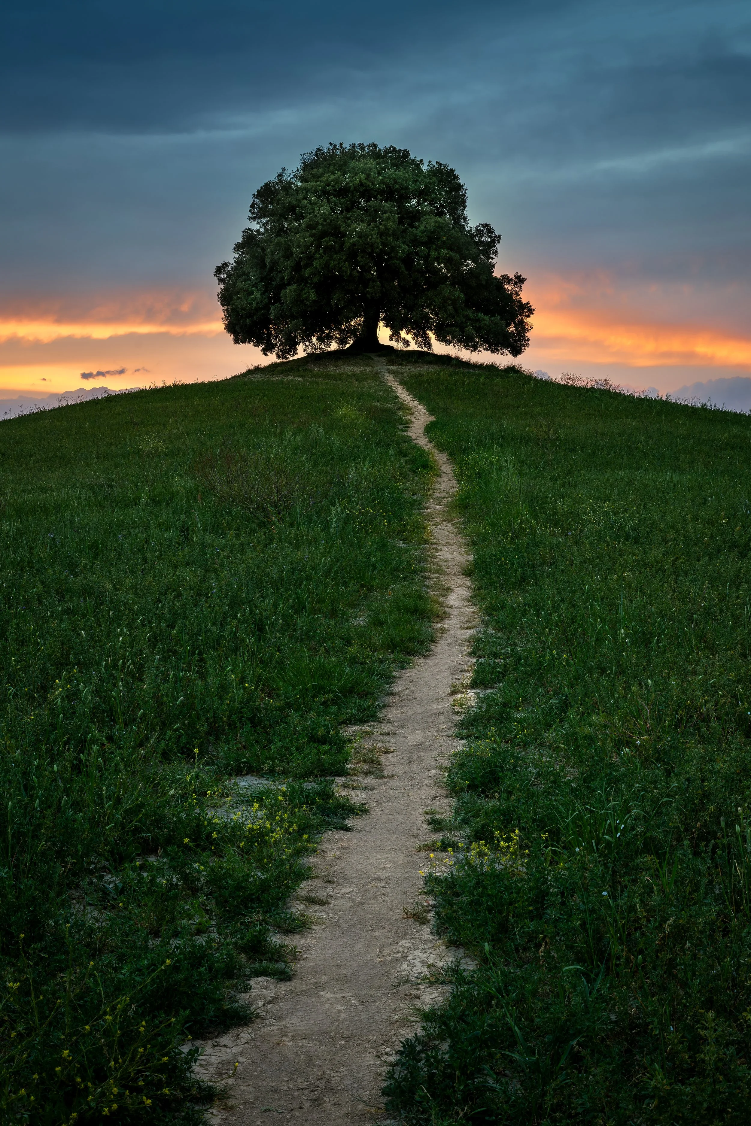 A dirt path leading up a grassy hill toward a large, leafy tree in Tuscany, with an Italian sunset sky in the background displaying dark clouds and orange hues.
