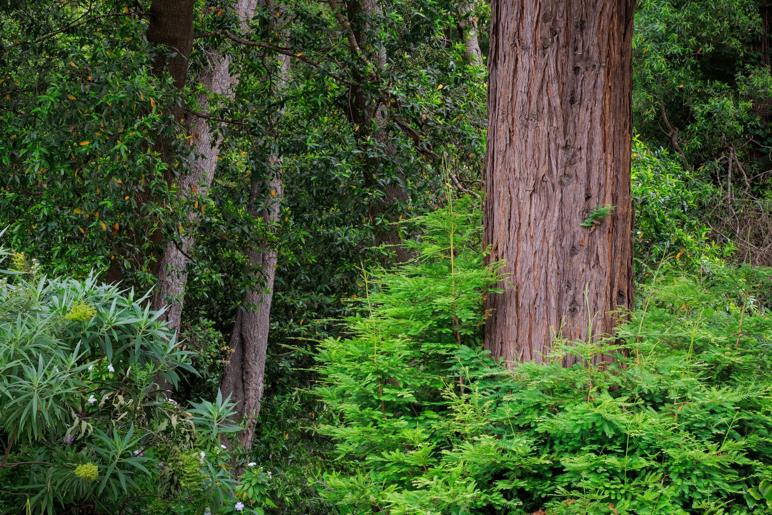 Dense forest scene with large tree trunks, green foliage, and undergrowth.