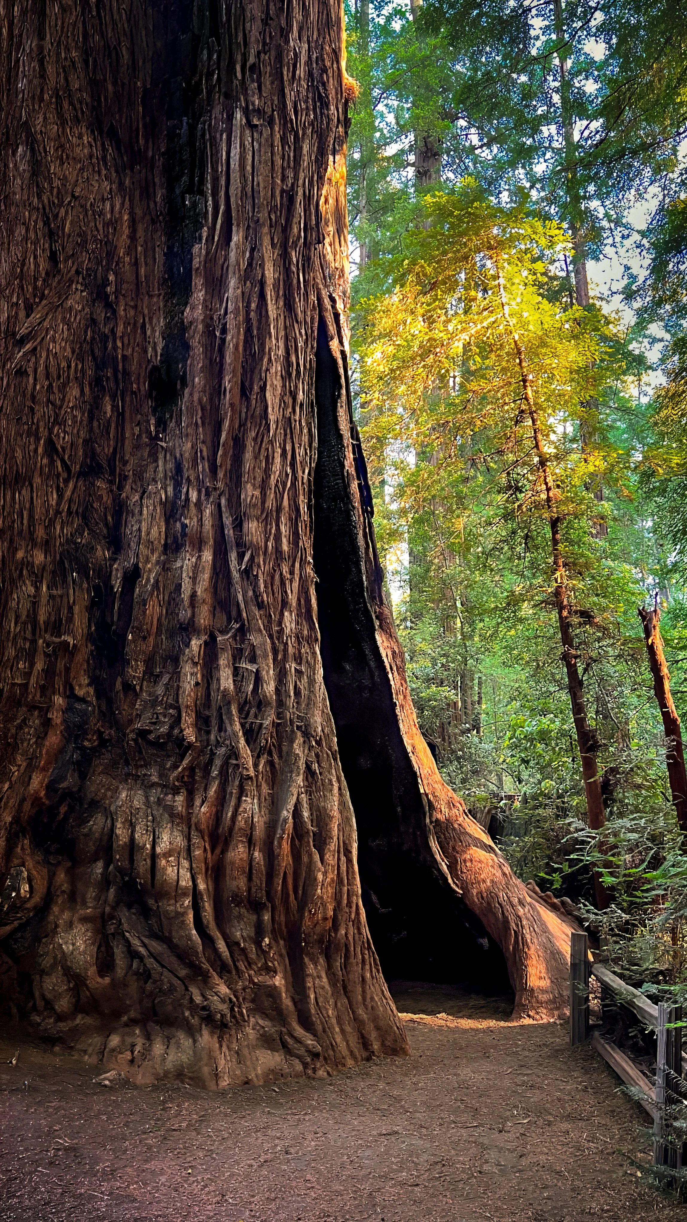 A large redwood tree with a hollow base in a forest with tall trees and green foliage, sunlight filtering through the canopy.