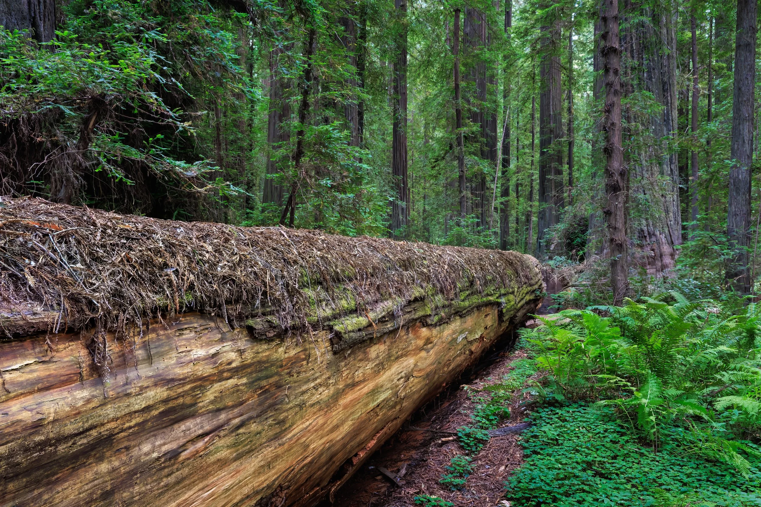 A lush green forest scene with tall trees, dense foliage, and a fallen log with moss and roots in the foreground.