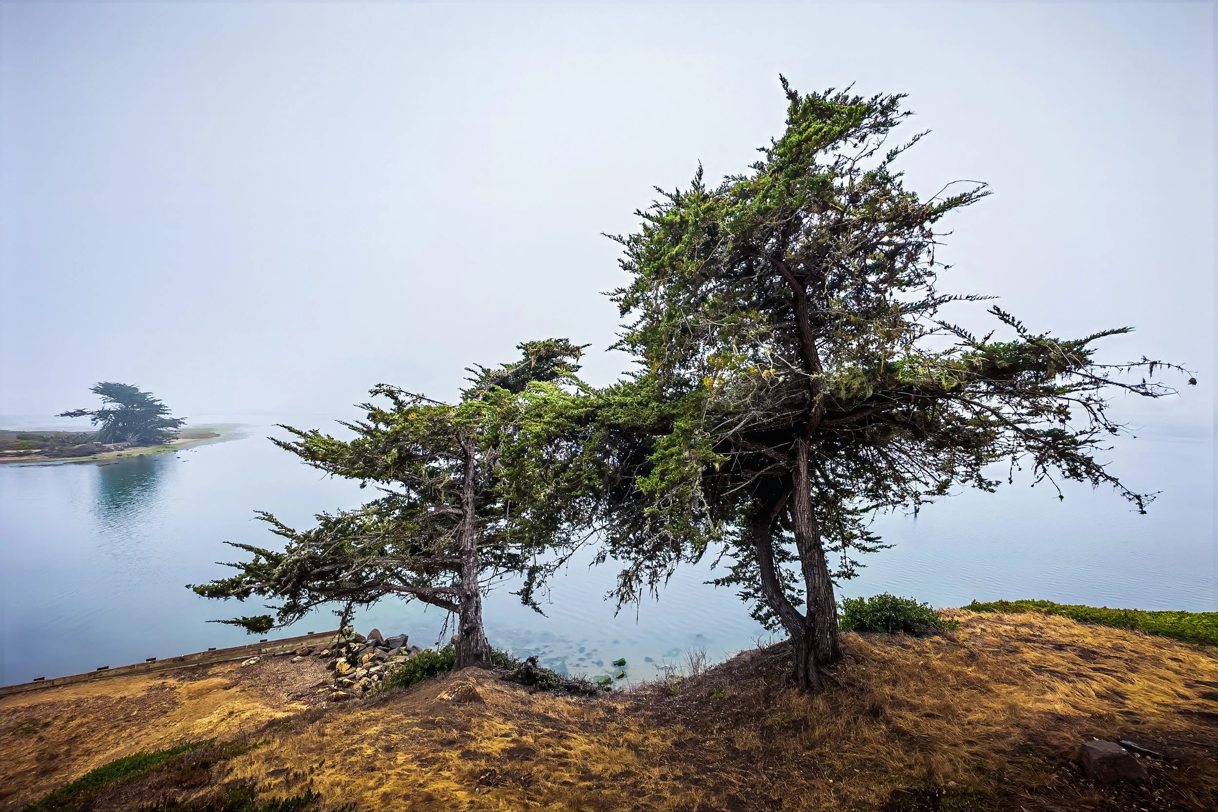A coastal landscape featuring two large evergreen trees near a calm body of water, with a rocky shoreline and an overcast sky.