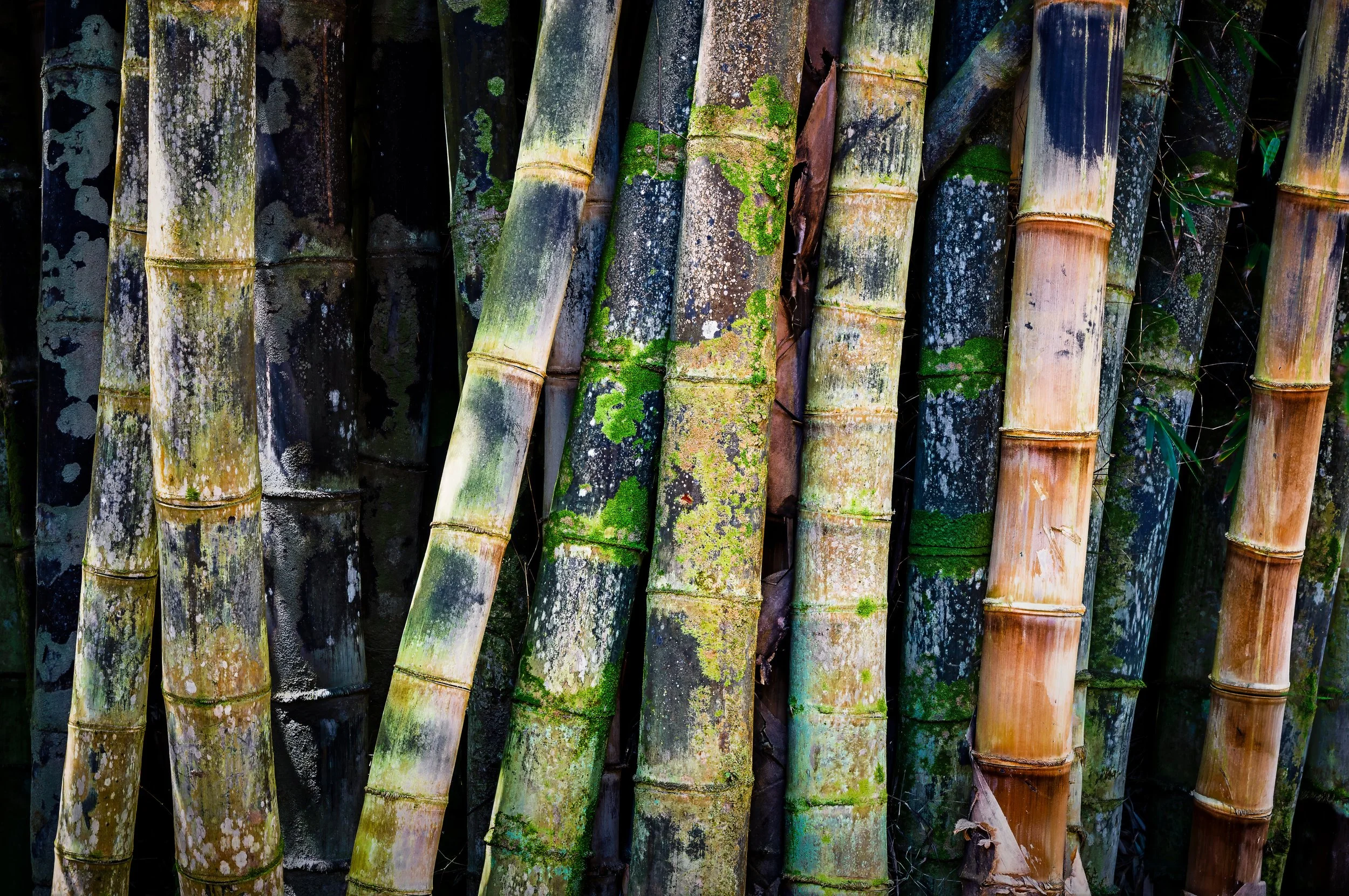 Maui Hawaii - Close-up of a cluster of bamboo stalks with moss and lichen growing on their surfaces.