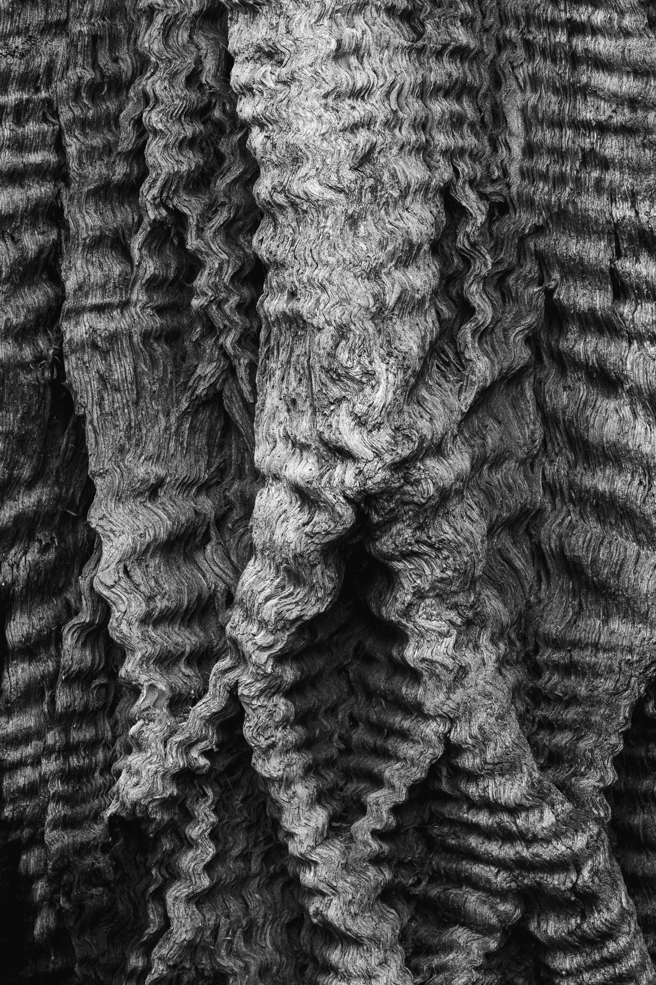 Close-up of a textured, wavy, curly bark pattern in Big Basin.