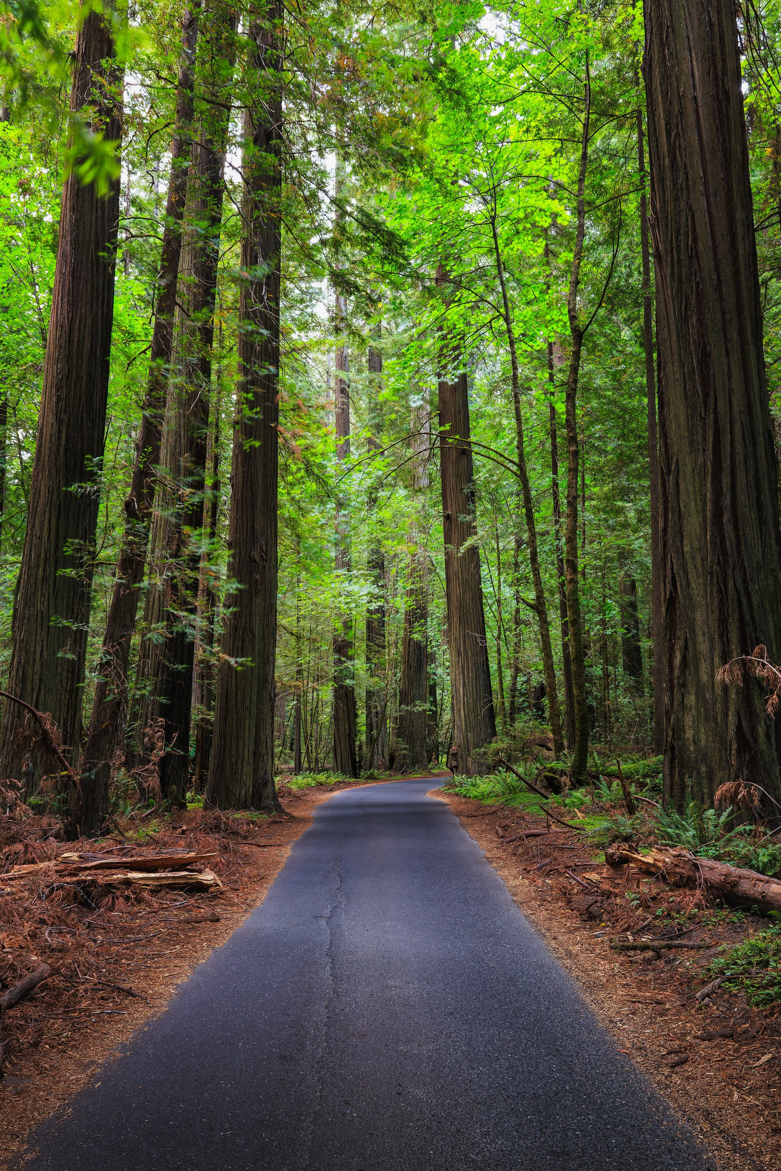 A winding paved road through a dense forest of tall trees with green leaves.