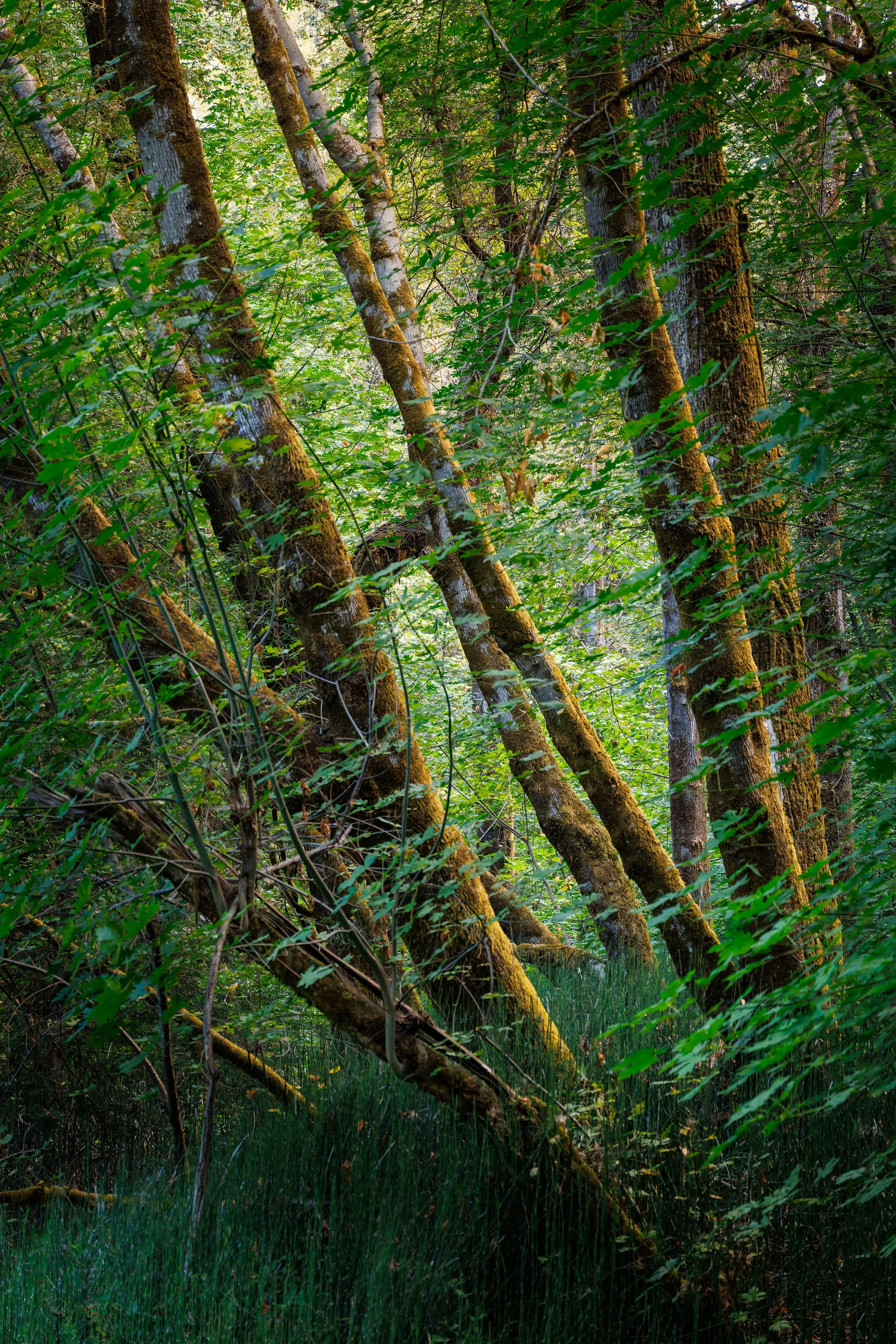 Dense forest scene with tall trees covered in moss and green foliage, lush grass at the ground level, sunlight filtering through the leaves.