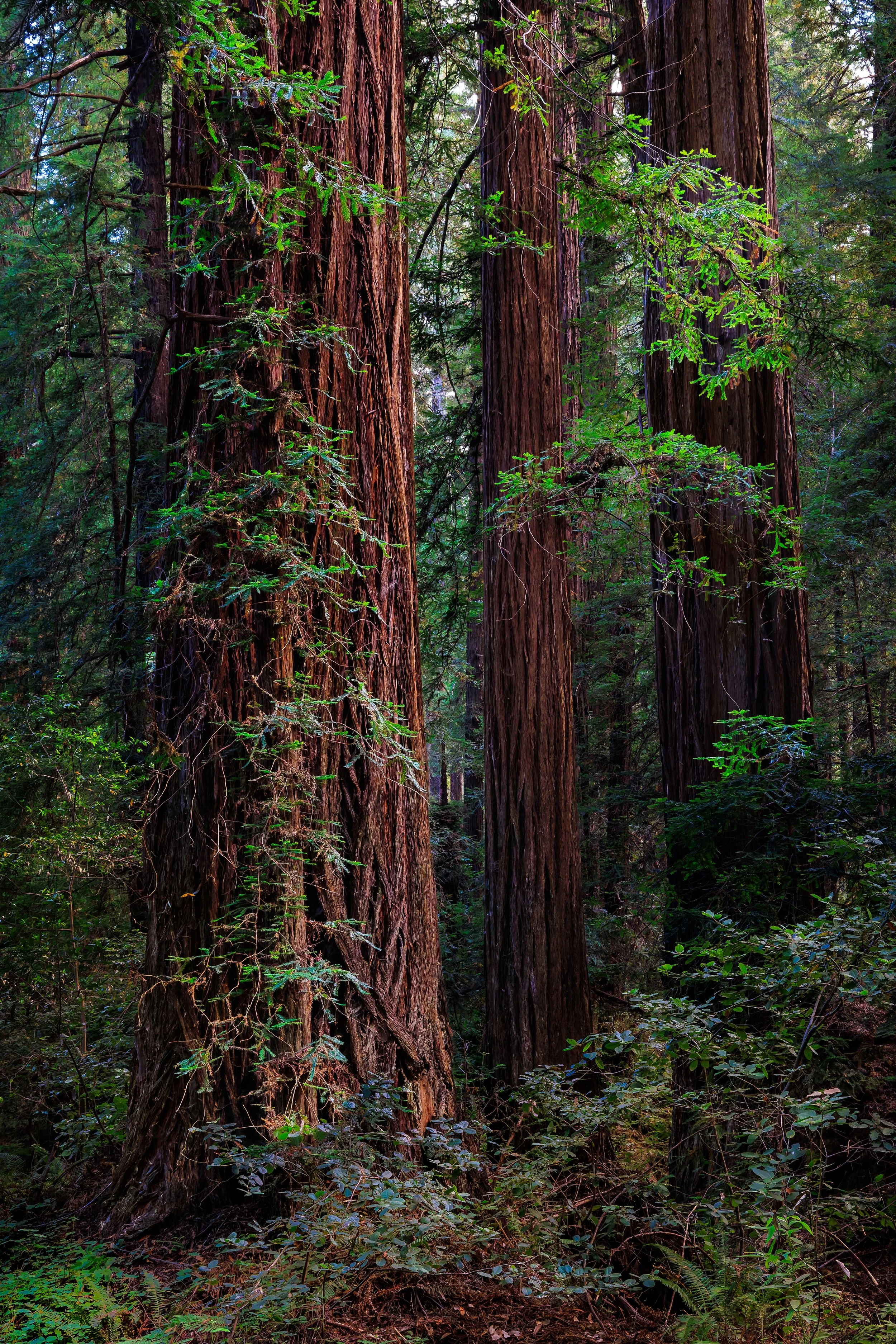 A close-up view of several large redwood trees in a dense forest, with green foliage and undergrowth surrounding them.