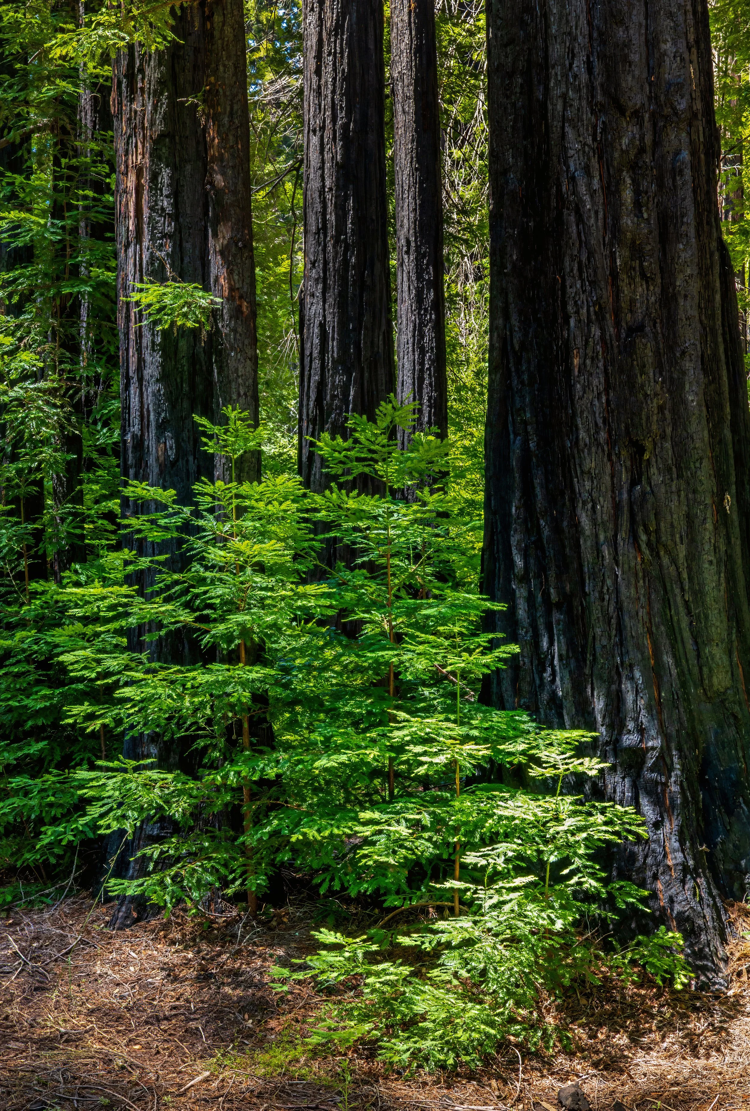 A forest scene with tall, dark trees and green foliage, with the forest floor covered in dirt and small plants.