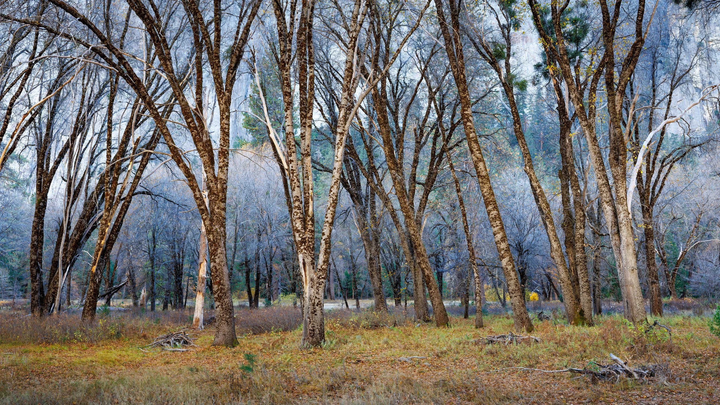 Yosemite National Park - A forest scene with many barren trees and a cloudy sky, suggesting late autumn or early winter.