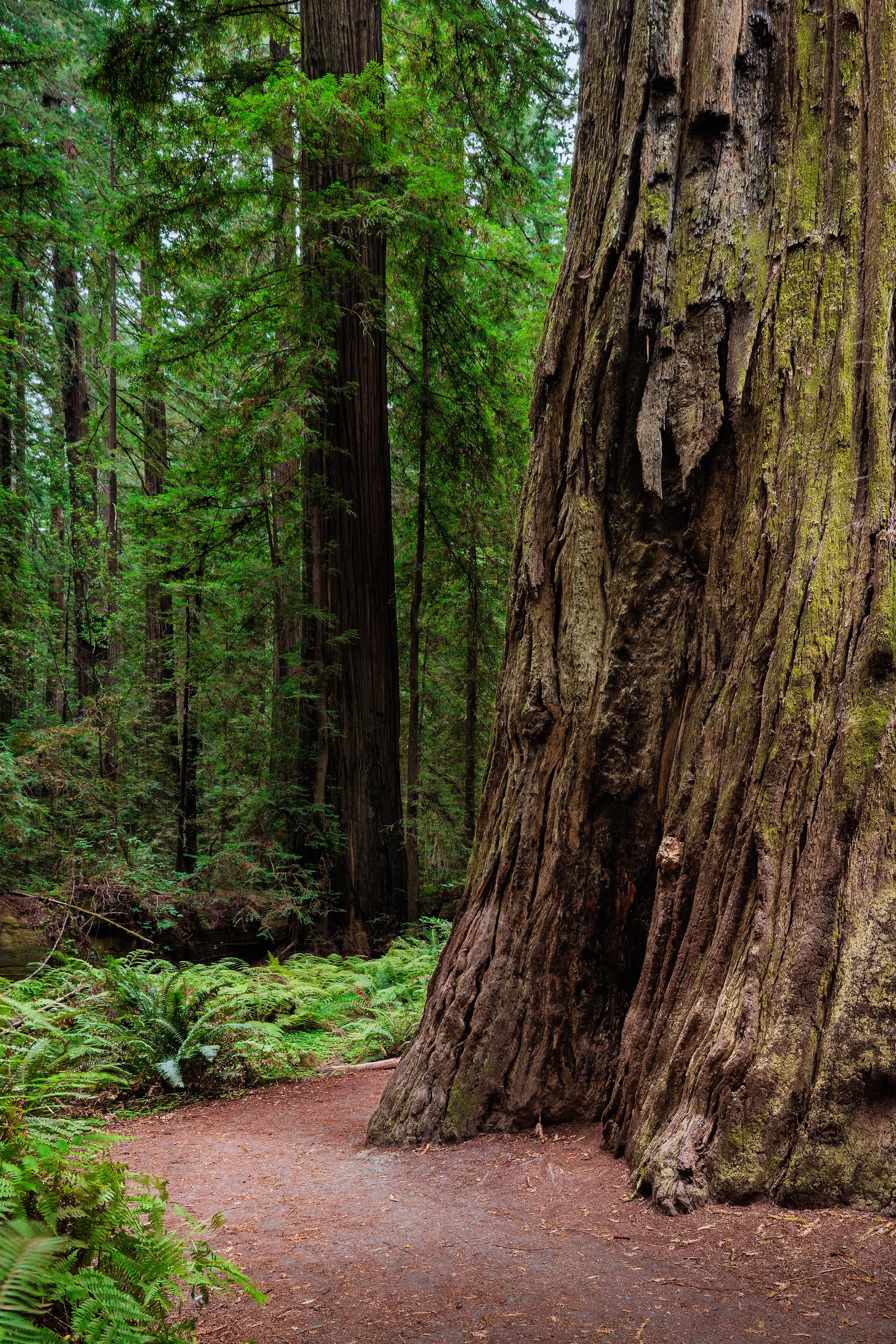 A forest scene with large trees, lush green foliage, and a dirt path winding through the woods.