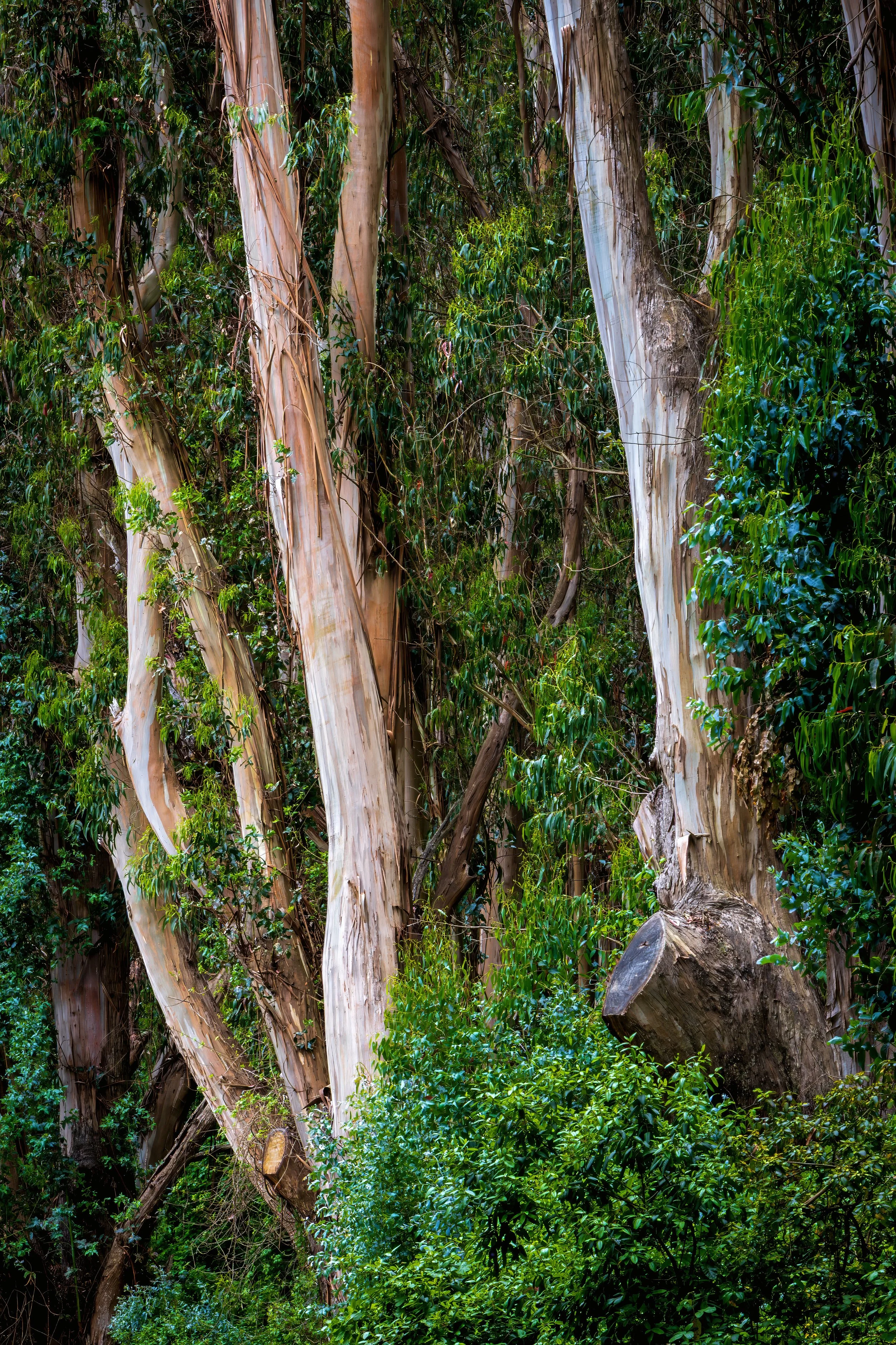 Tall eucalyptus trees with peeling bark in a dense green forest.