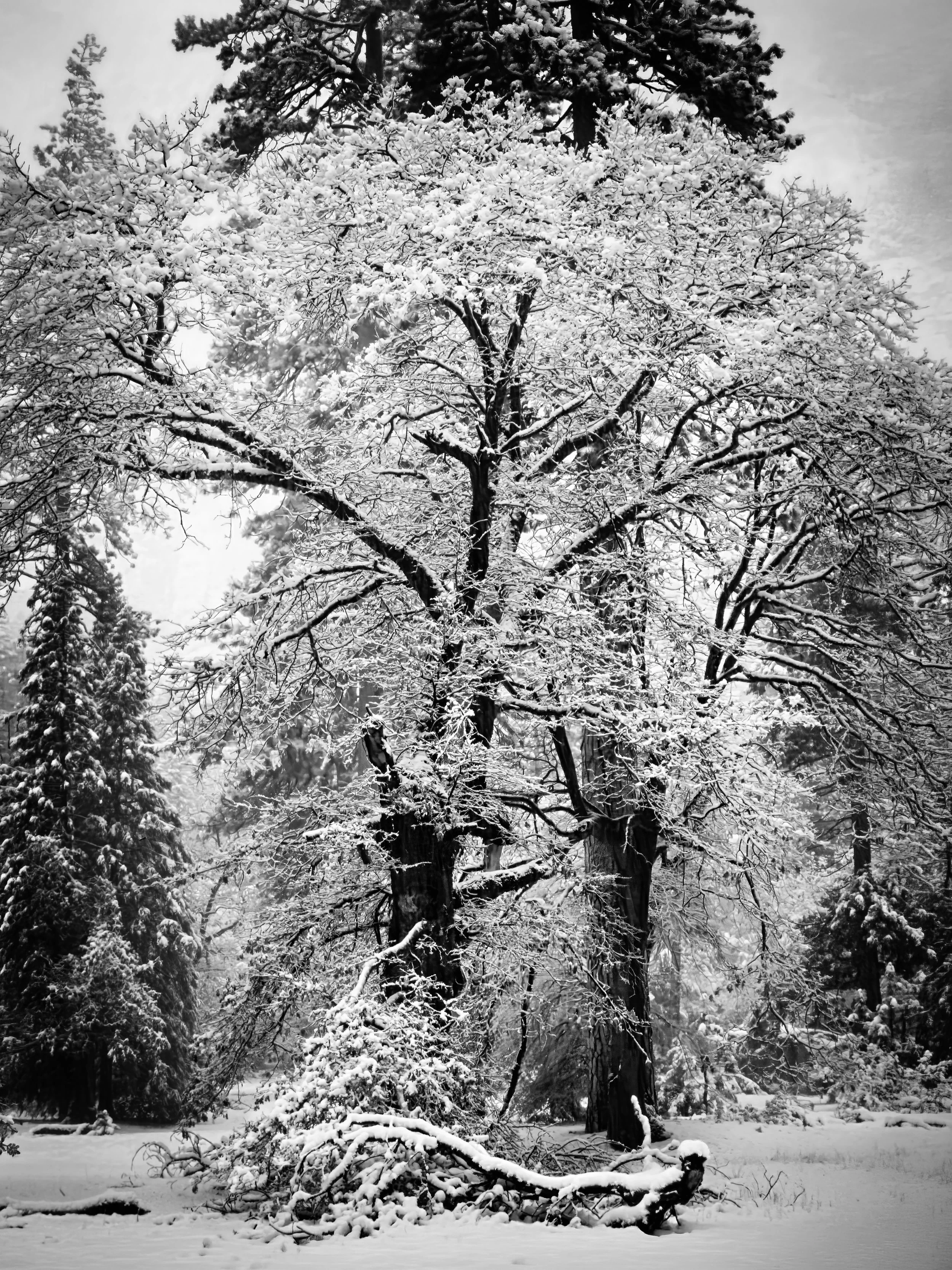 Yosemite National Park - A snow-covered forest scene with tall trees, snow-laden branches, and a snow-covered ground, photographed in black and white.