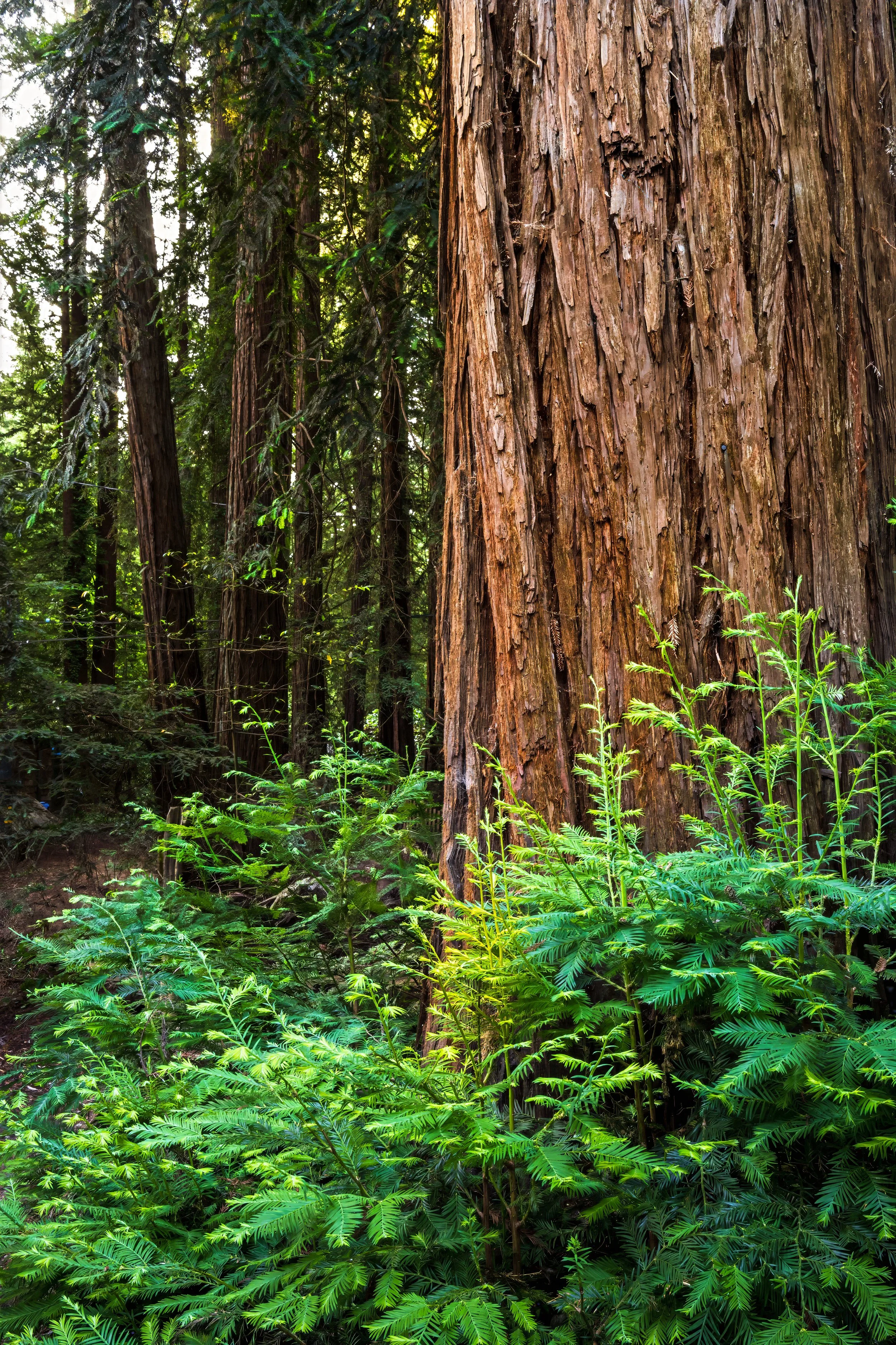 Close-up of a large redwood tree trunk in a dense forest with ferns and other greenery at the base.