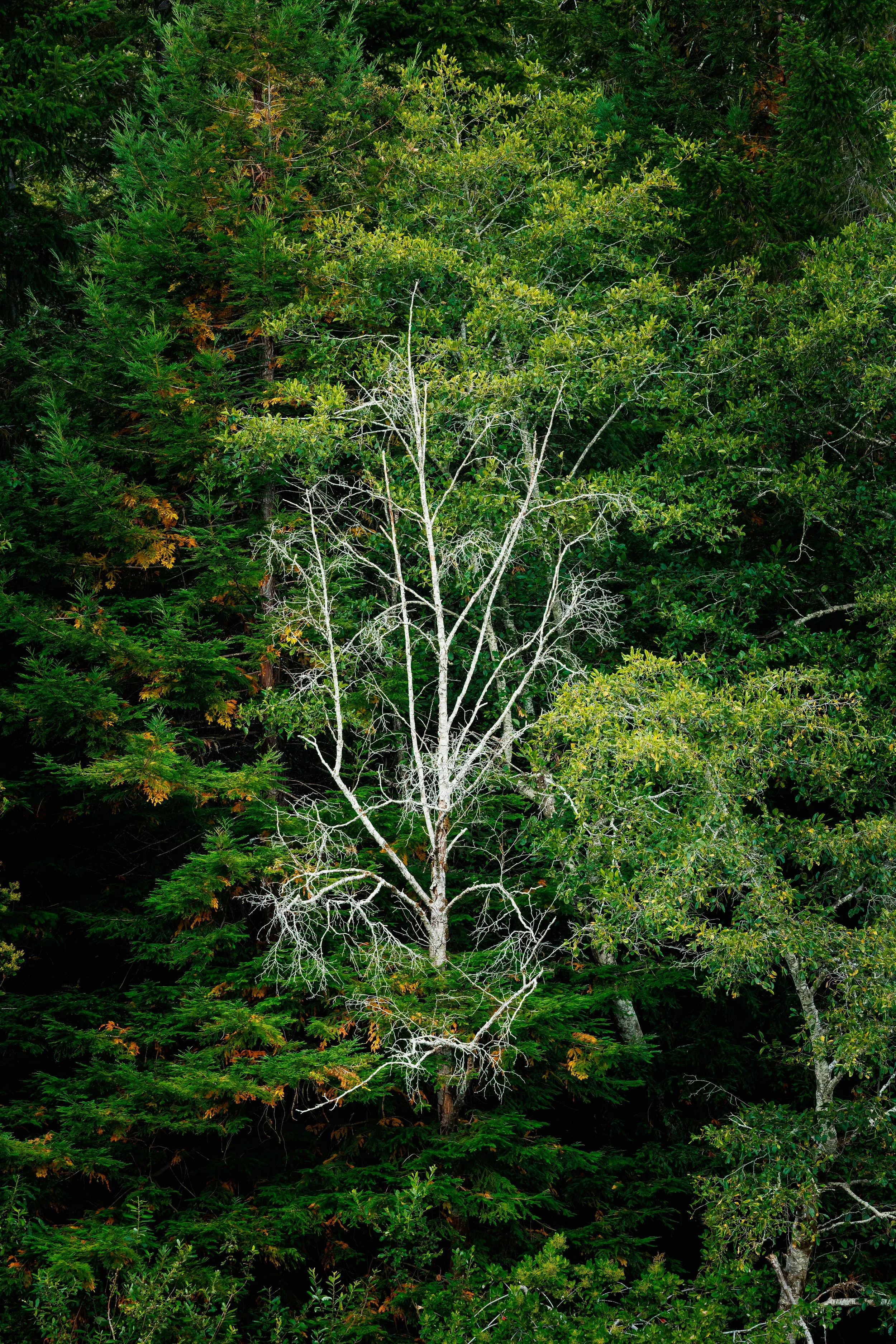 Dense green forest with a white, leafless tree in the foreground.