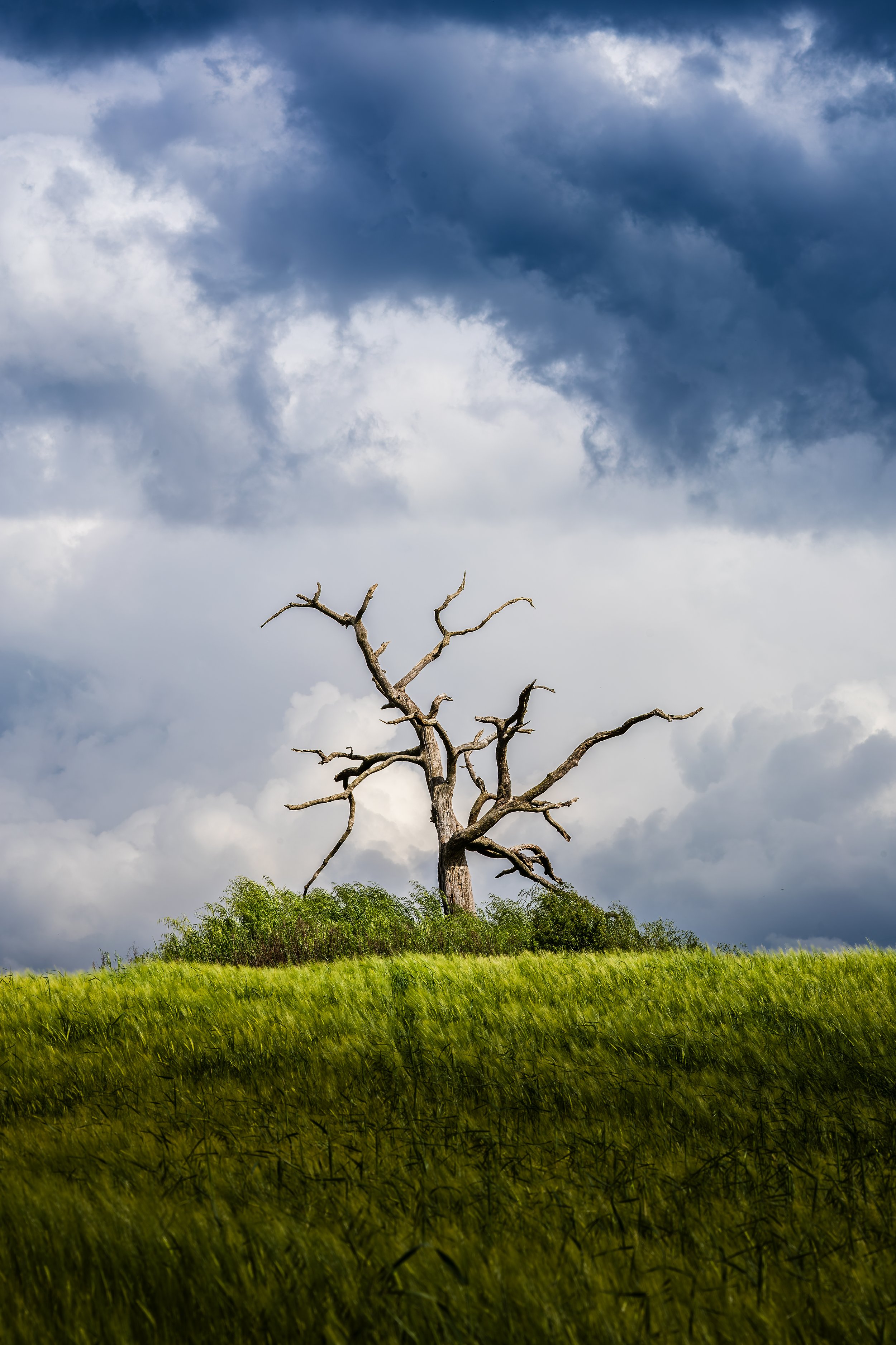 A barren, leafless tree stands in the middle of a grassy field under a dark, cloudy sky.