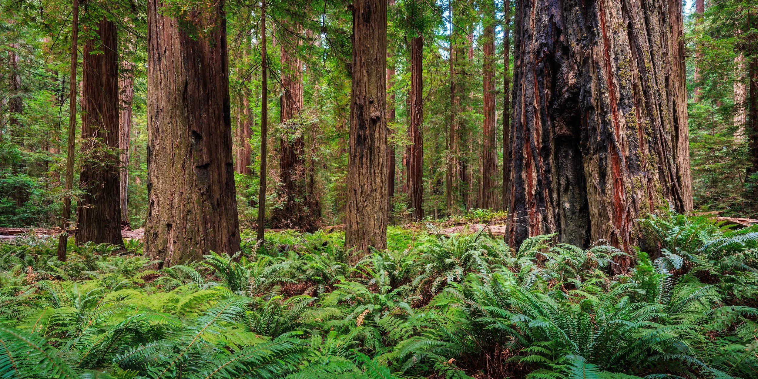 A dense forest with tall redwood trees and green undergrowth.