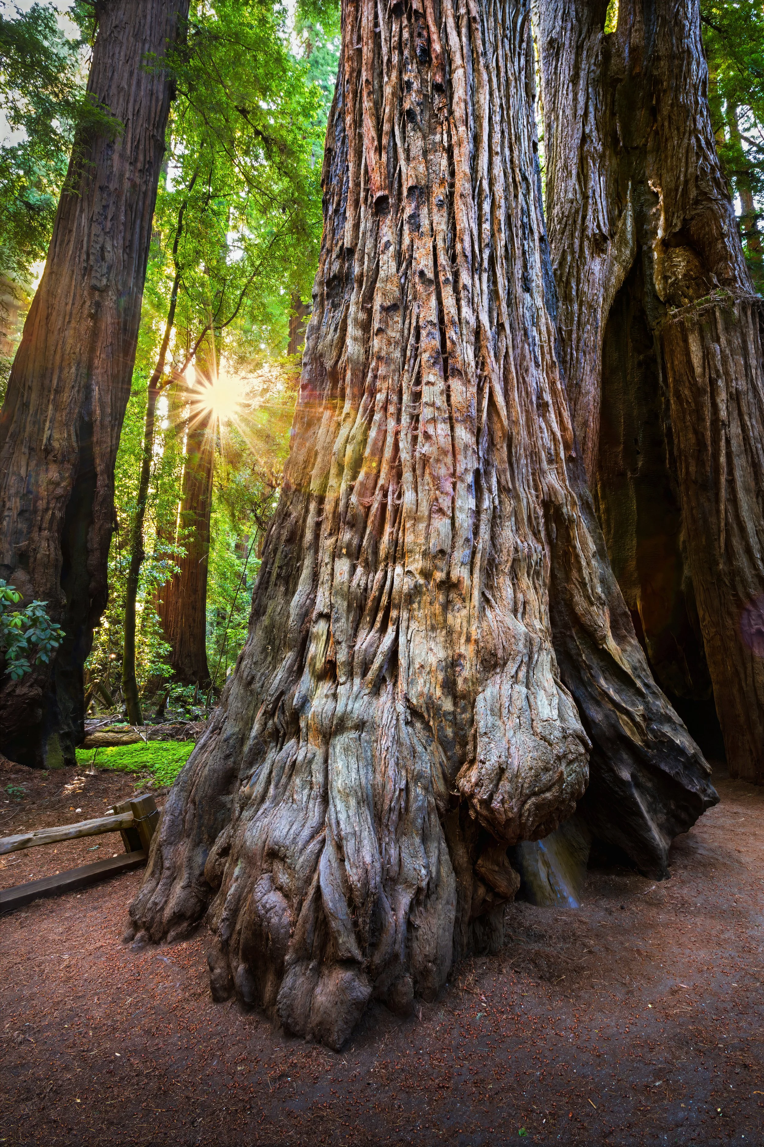 Close-up of a massive redwood tree trunk with deeply furrowed bark, located in a lush forest. Sunlight filters through dense green foliage in the background, creating a bright spot and lens flare near the top left of the image.