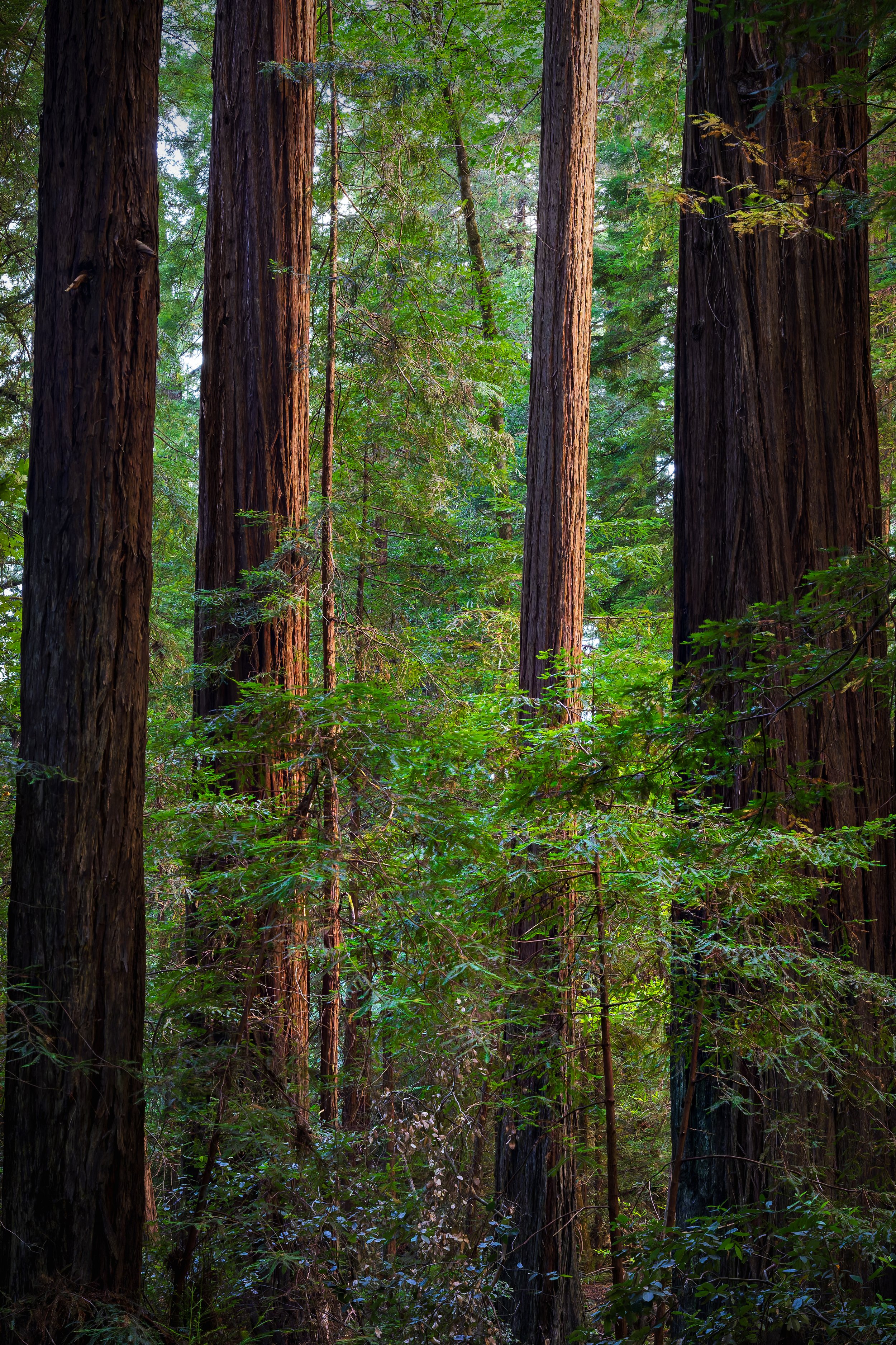 Tall redwood trees in a lush green forest with dense foliage and sunlight filtering through the leaves.