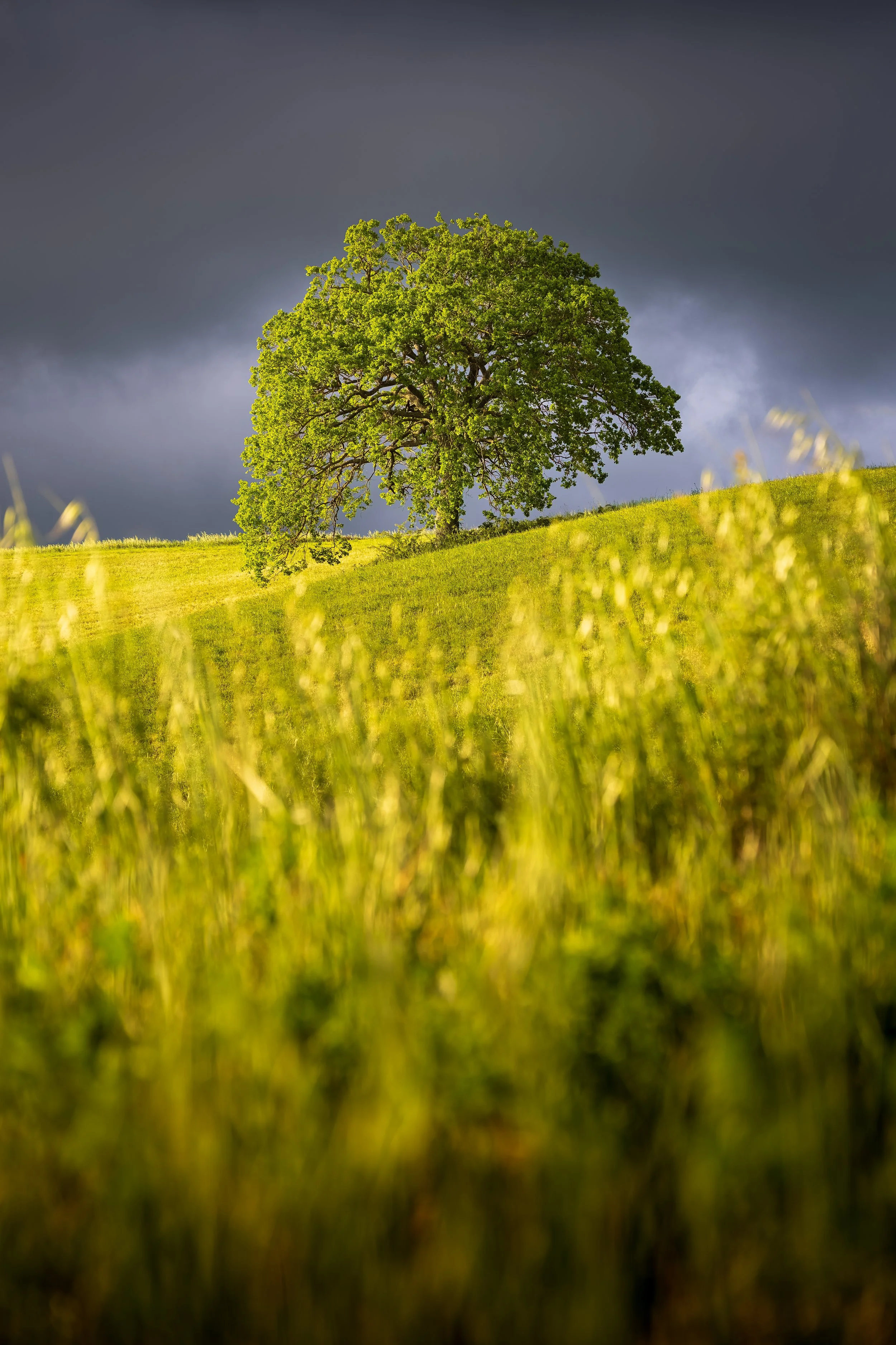 OneTree-Working File for Printing.jpg