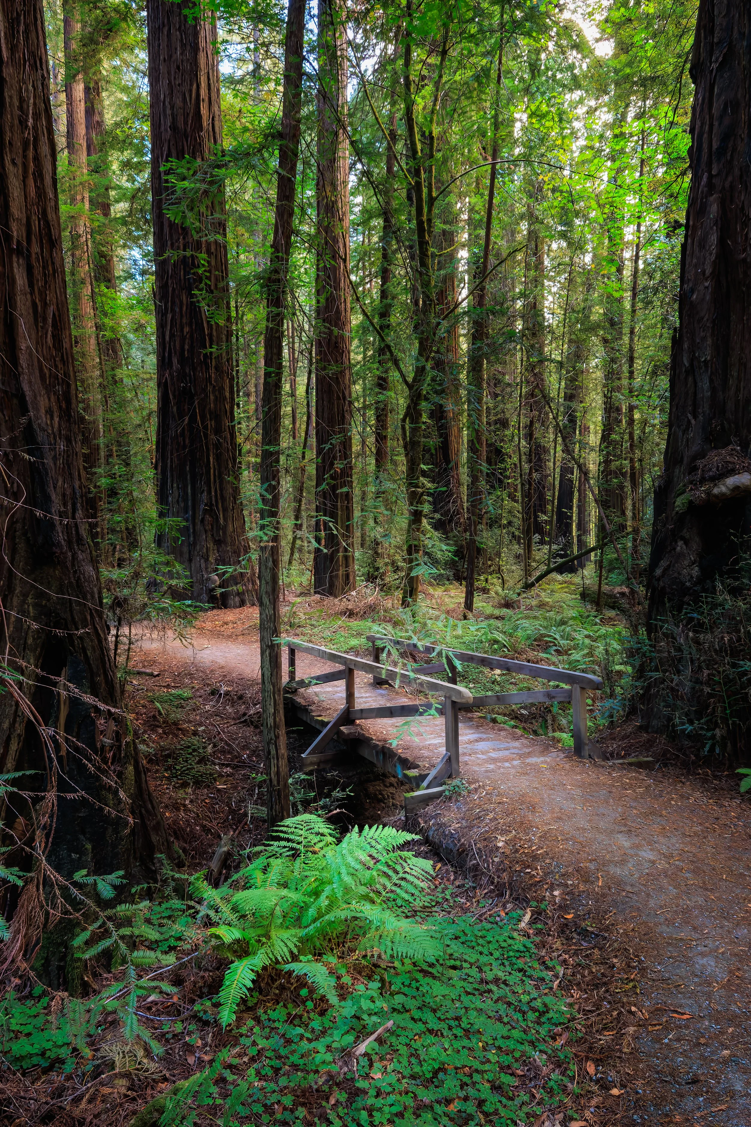 A nature trail with a small wooden bridge in a dense forest of tall redwood trees, lush green foliage, and ferns, with sunlight filtering through the canopy.