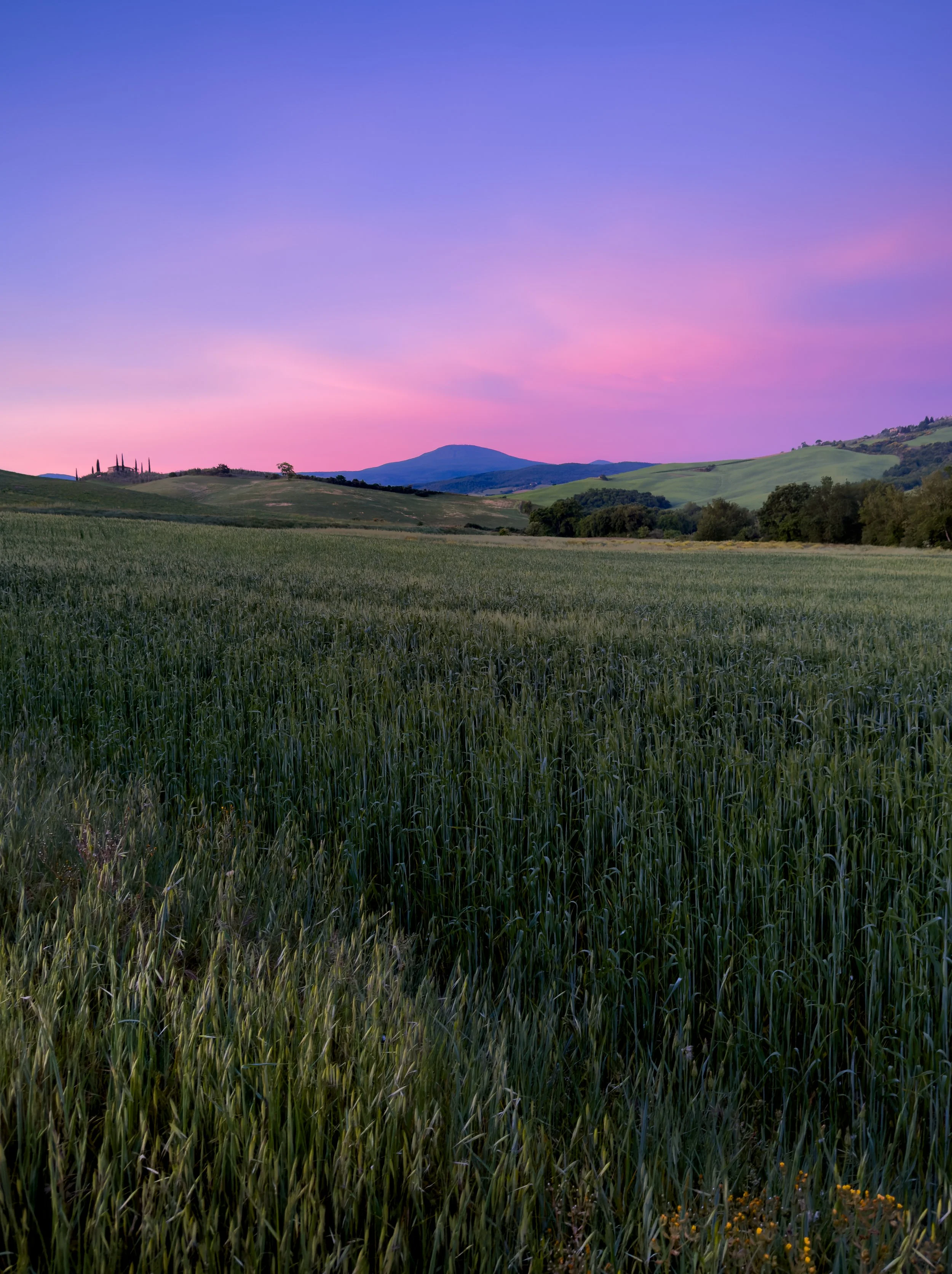 Scenic Tuscan landscape of rolling green hills with a mountain in the background and a pastel pink and blue sky during sunset.