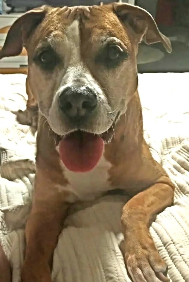 A happy brown and white dog lying on a bed with its tongue out, facing the camera.
