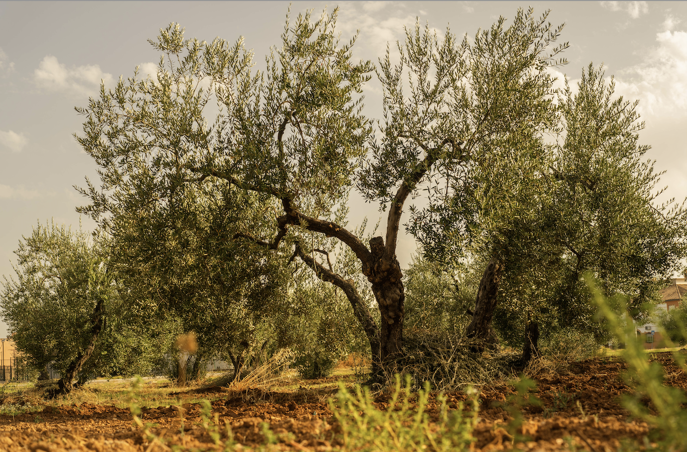When Trees Talk, or As We Witness Genocide