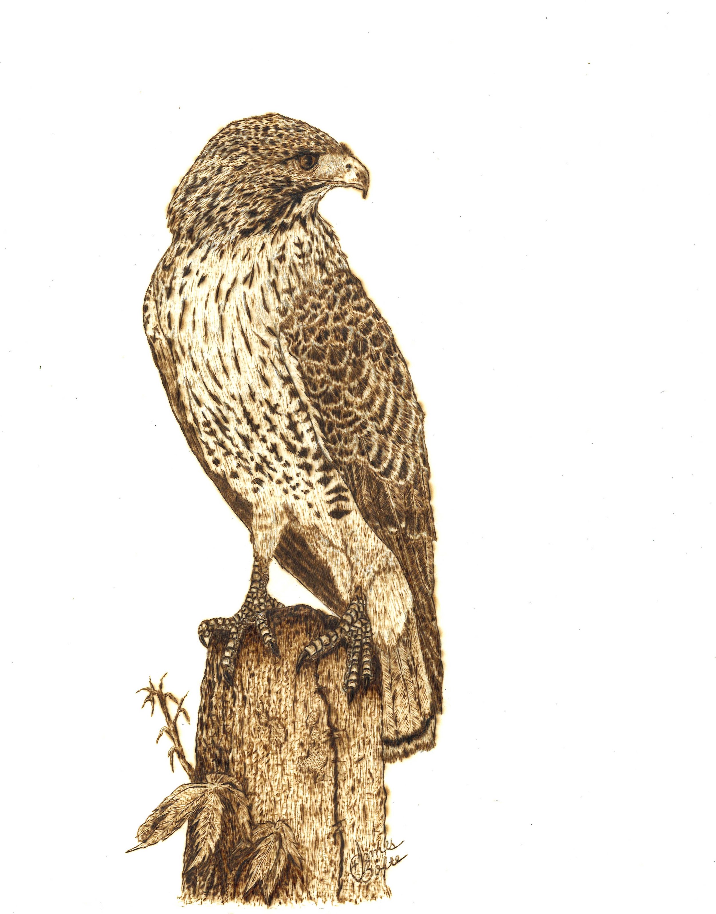 Red tailed hawk
