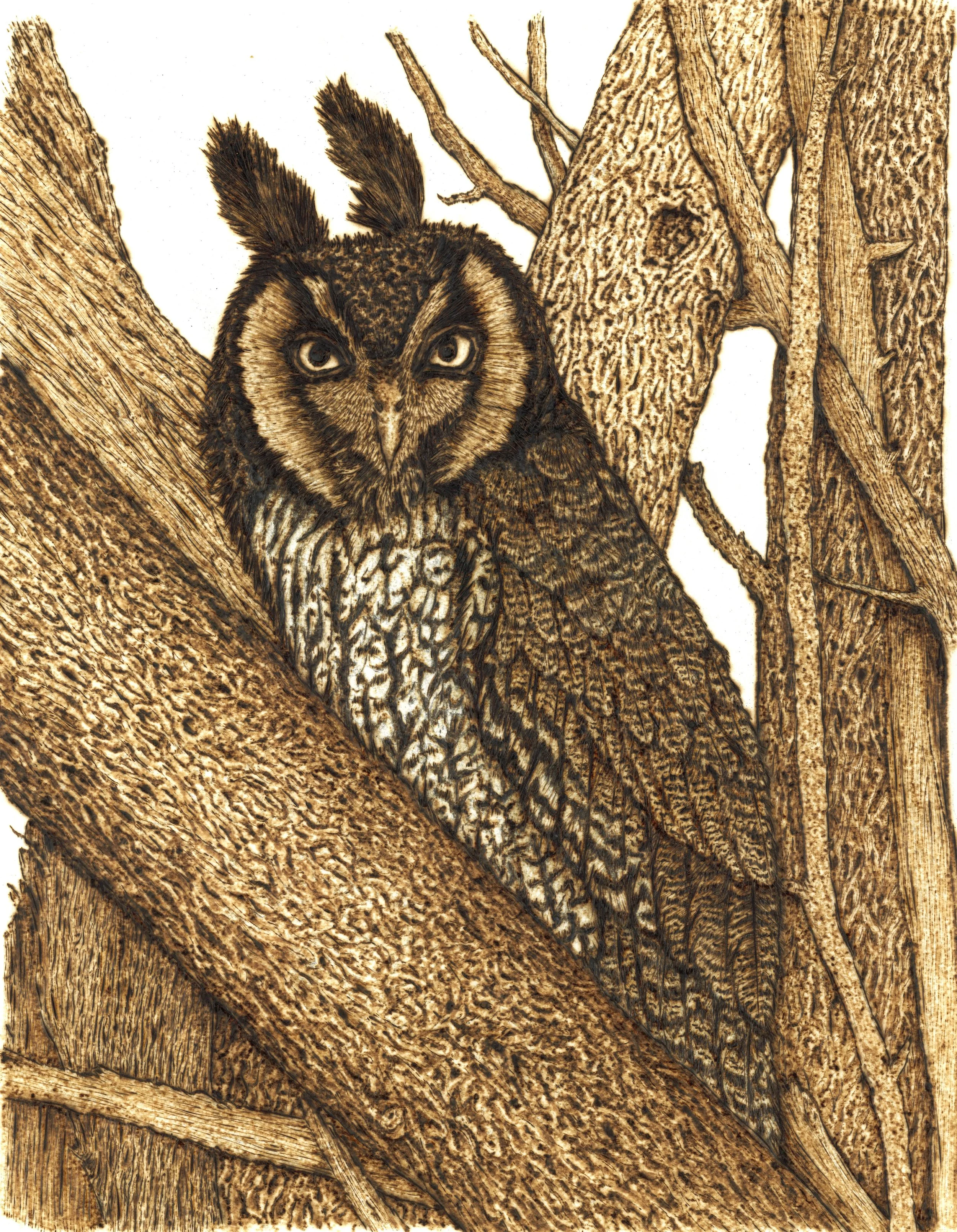 A detailed illustration of a long-eared owl perched on a tree branch, surrounded by other branches and textured bark.