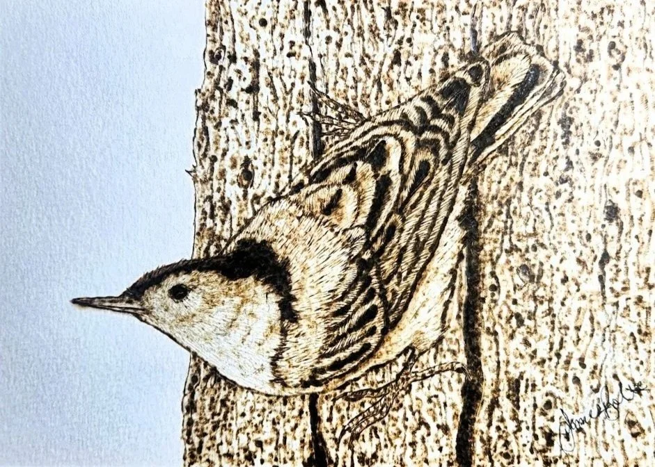 Burning of a white breasted nuthatch perched on a tree trunk.