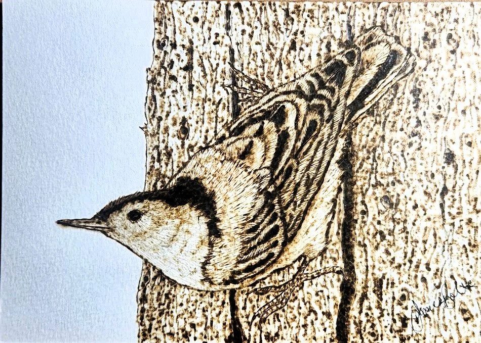 Nuthatch