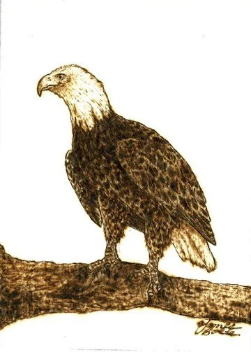Drawing of an eagle perched on a branch.