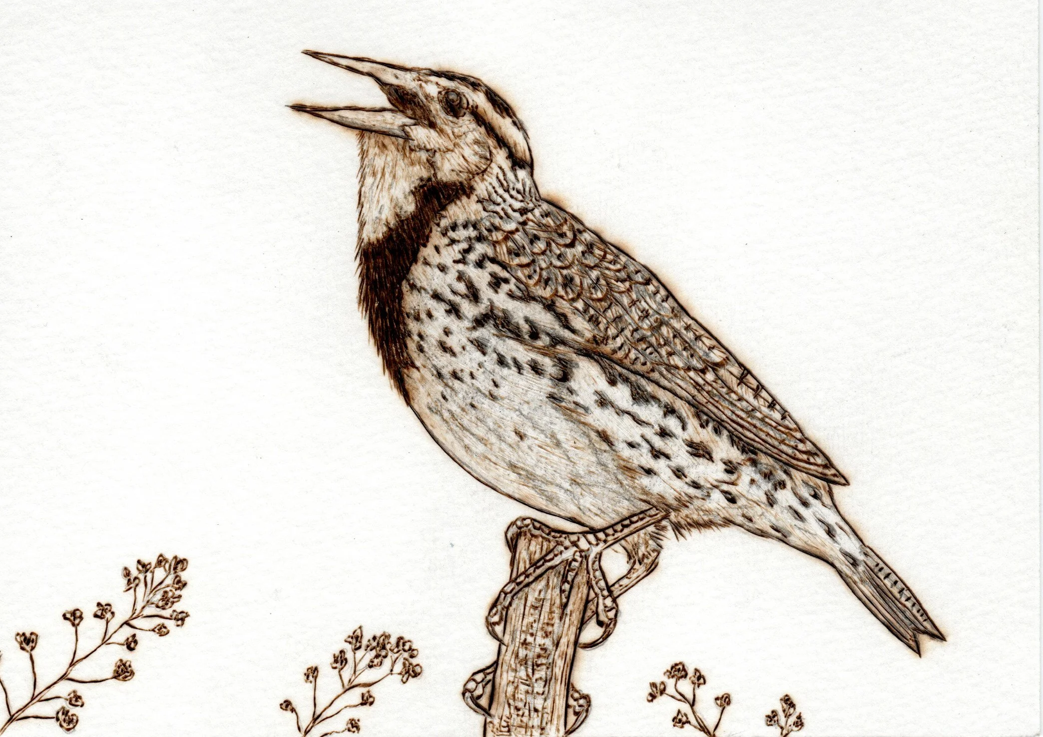 A detailed burning of an eastern meadowlark, standing among small plants.