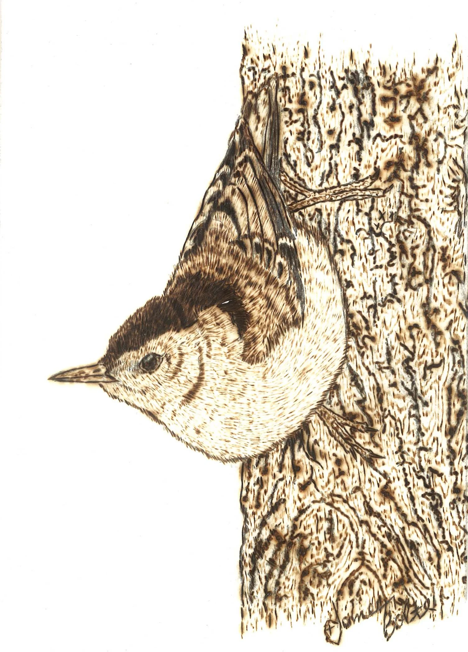 An illustration of a white breasted nuthatch, perched on a tree trunk, with detailed feathers and textured bark, in a realistic style.