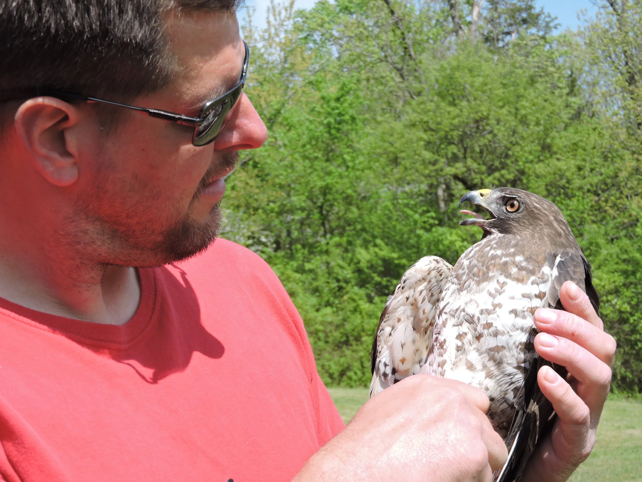 A man wearing sunglasses and a red shirt holding a hawk outdoors with green trees in the background.