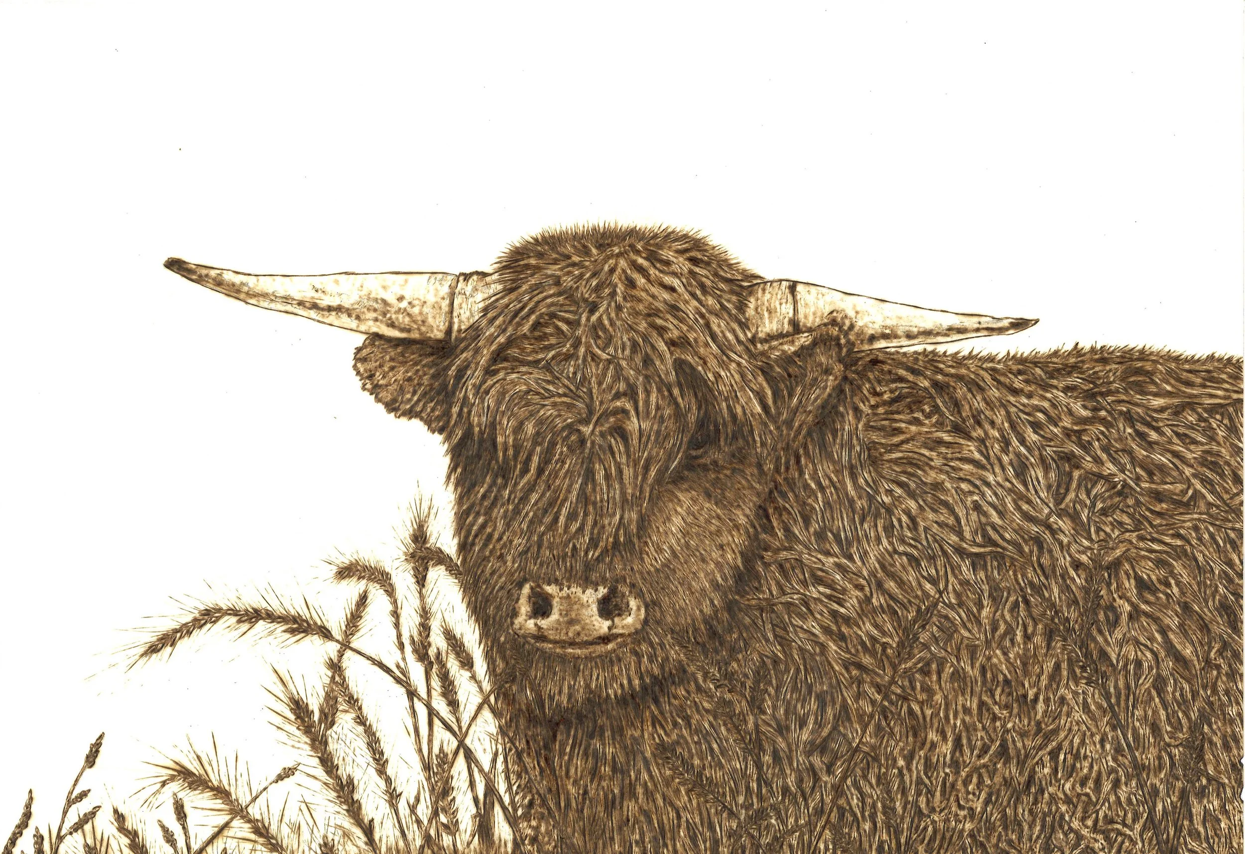 Highland Cow