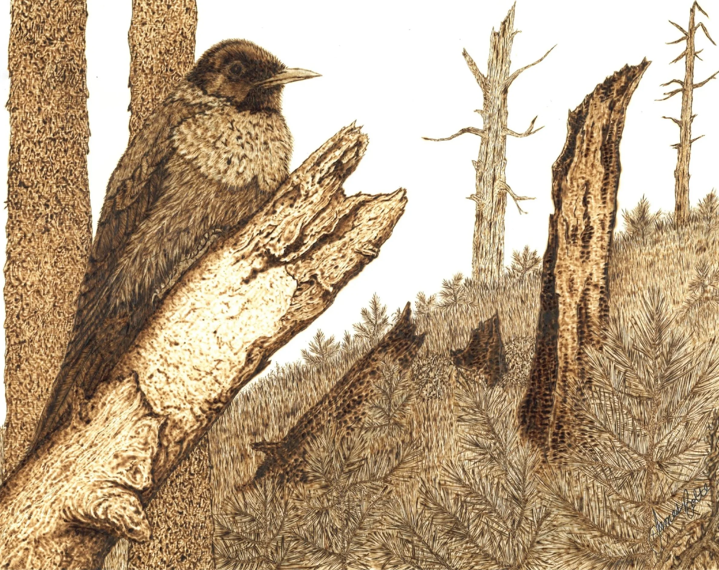 Lewis Woodpecker