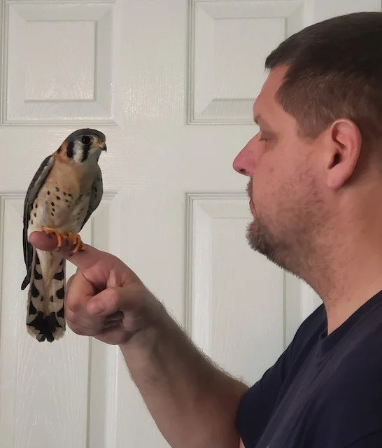 A man with short dark hair and a beard holding an American Kestrel bird on his finger.