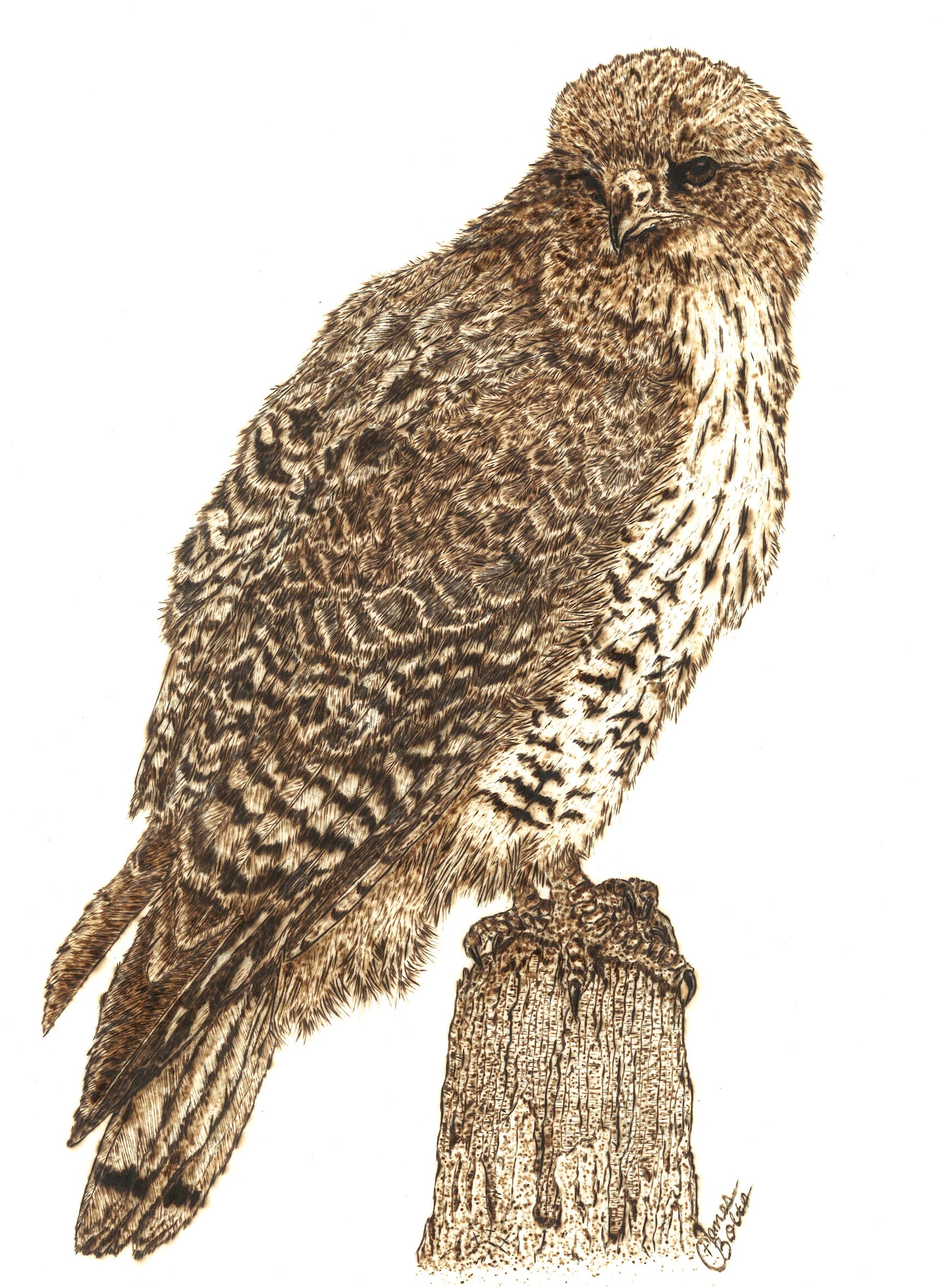 A burning of a red-tailed hawk perched on a tree trunk with a white background.
