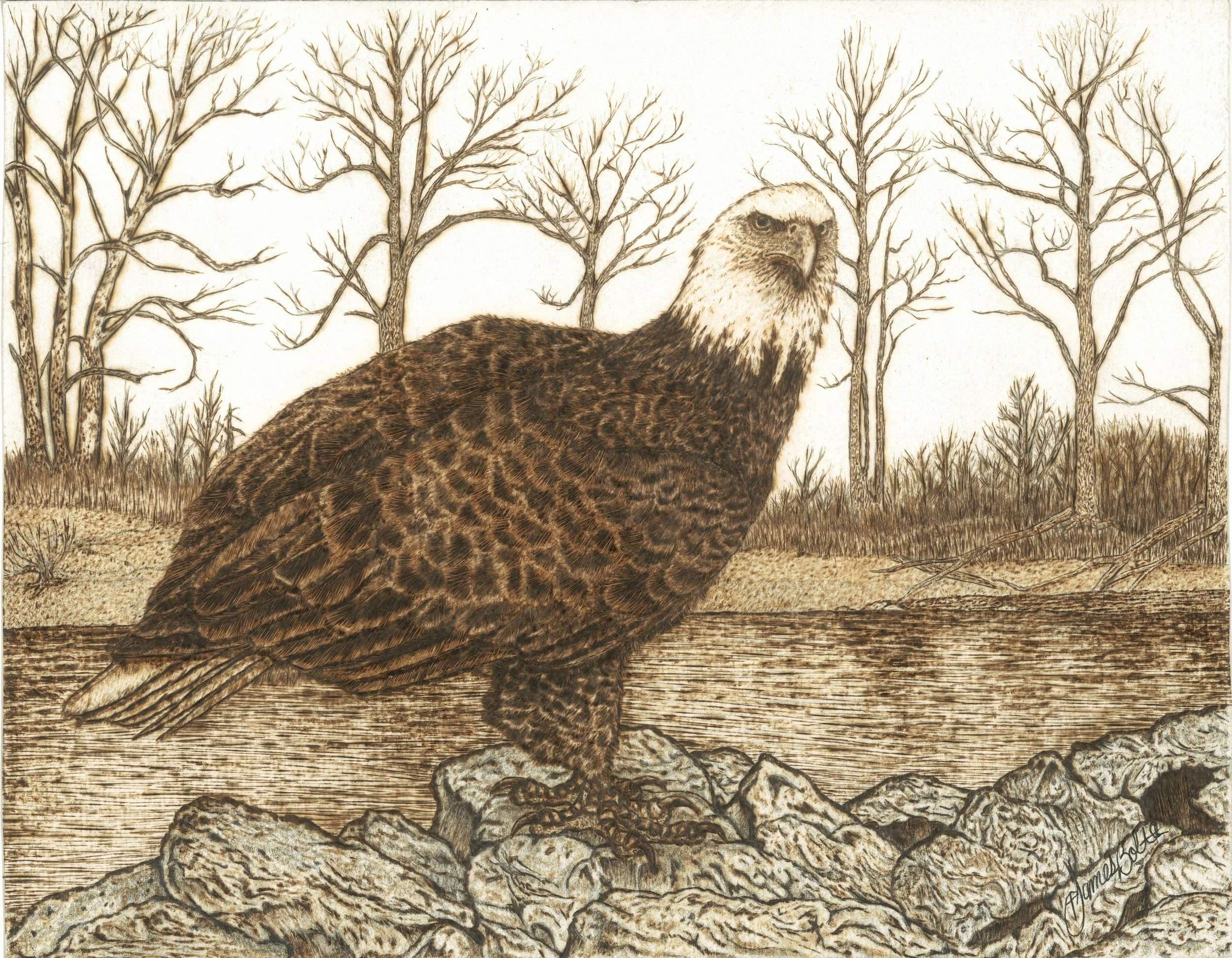 Burning of eagle, perched on a rocky foreground with the water and trees in the landscape background.