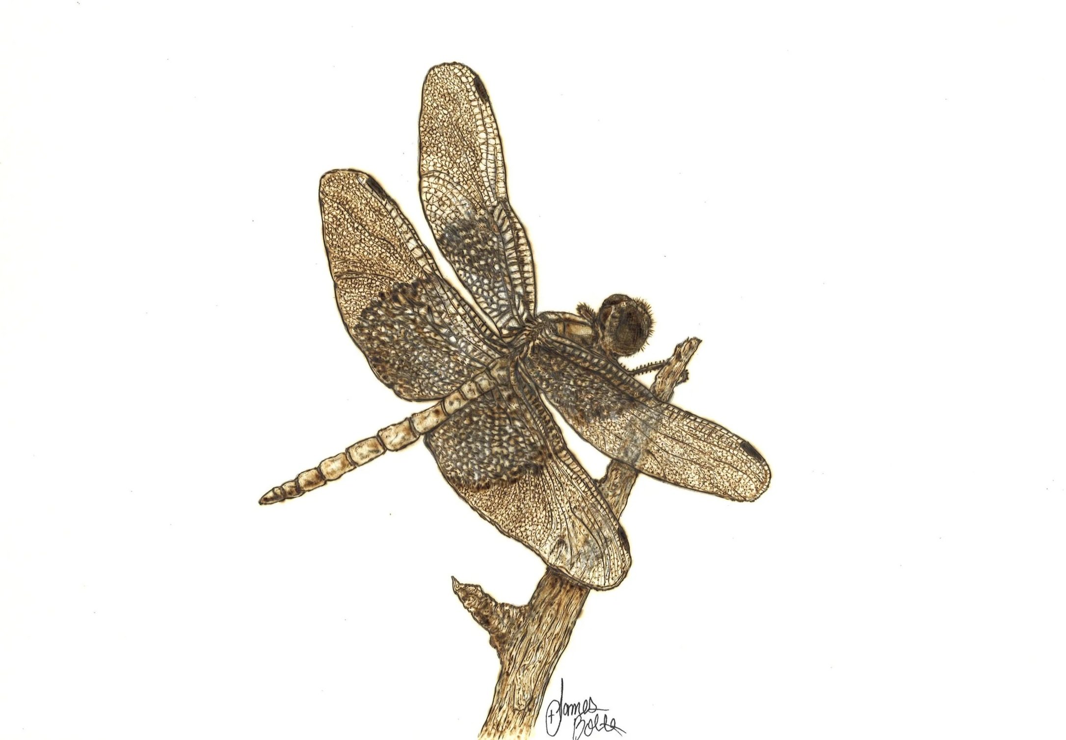 A detailed botanical burning of a dragonfly perched on a branch, with intricate line work highlighting the wings and body.