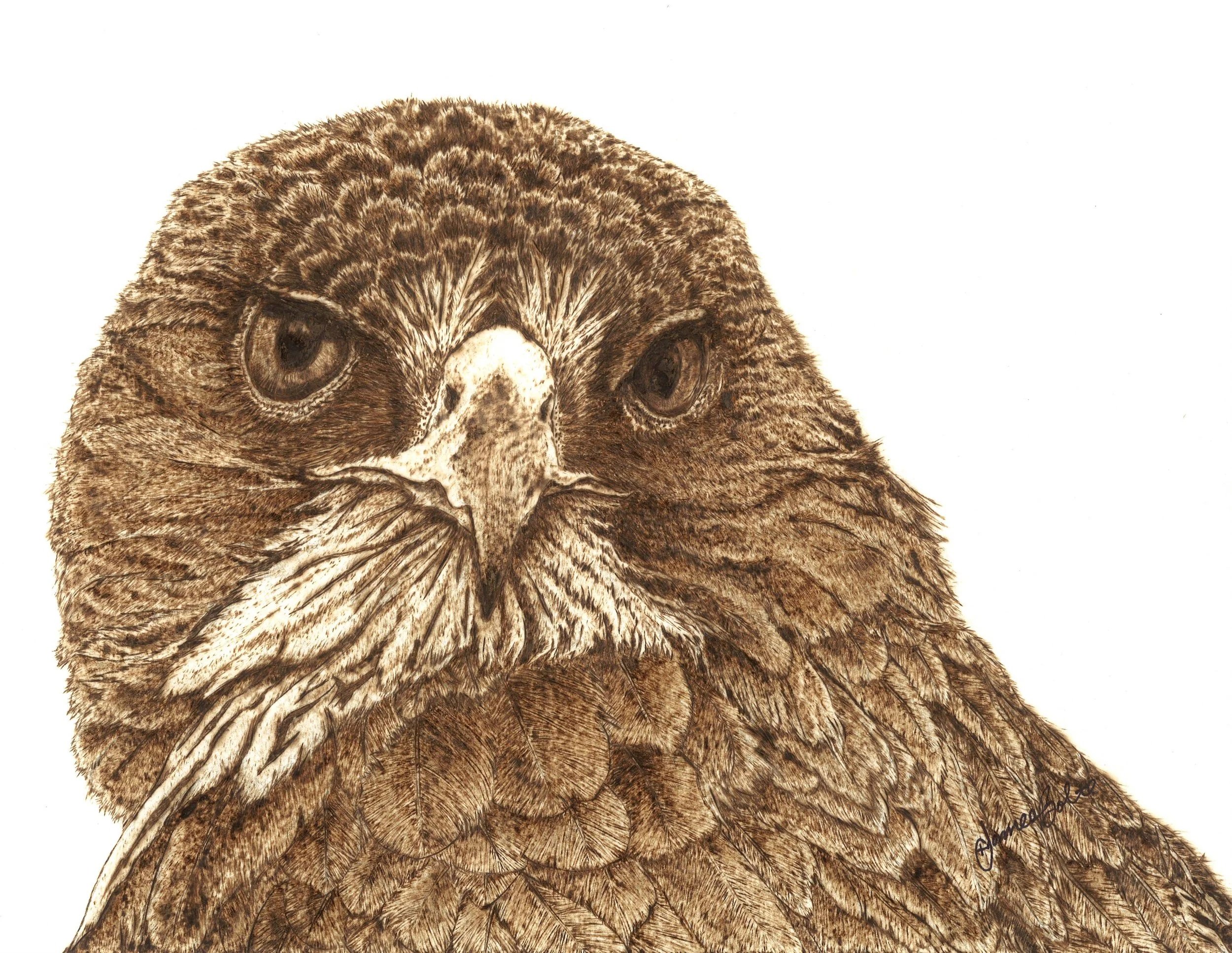 A Hunter's Gaze