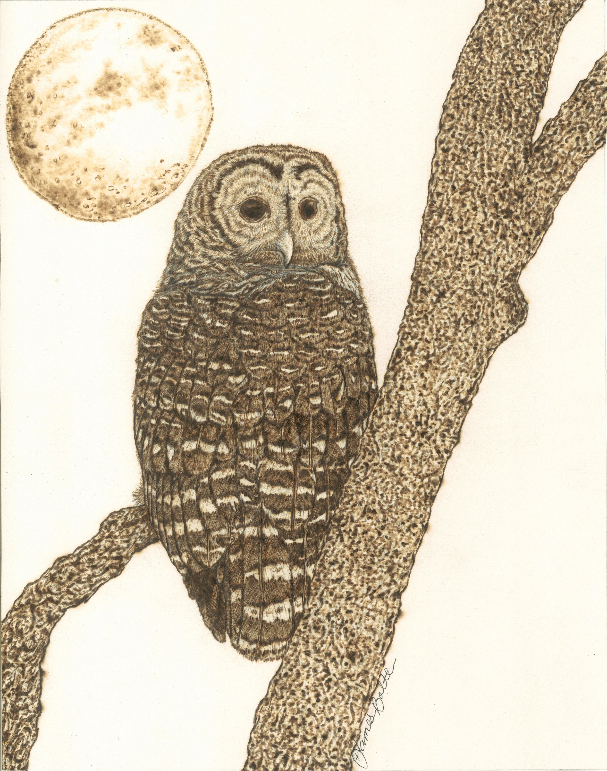 A Burned illustration of a Barred owl sitting on a tree branch against a plain background, with a full moon in the sky.
