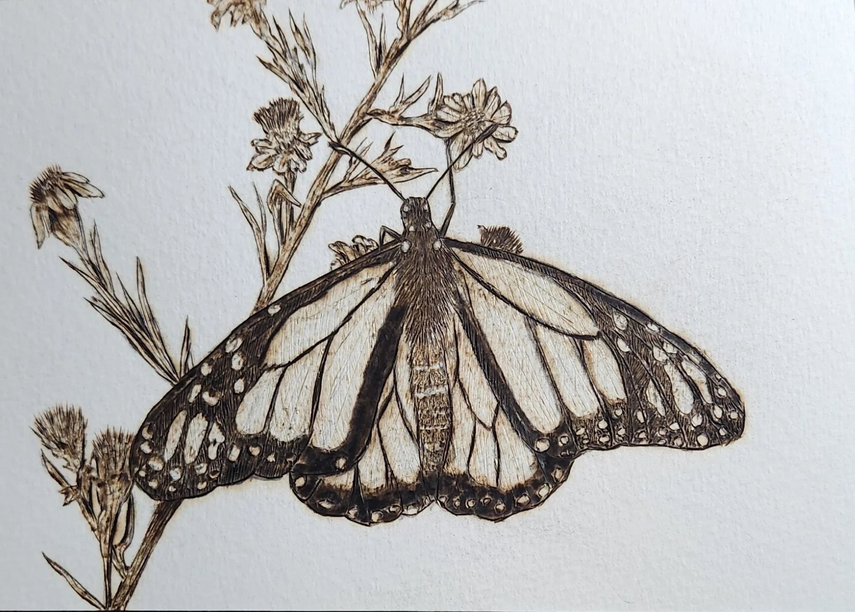 A detailed burning of a butterfly perched on a plant with small flowers, created with fine lines and shading.