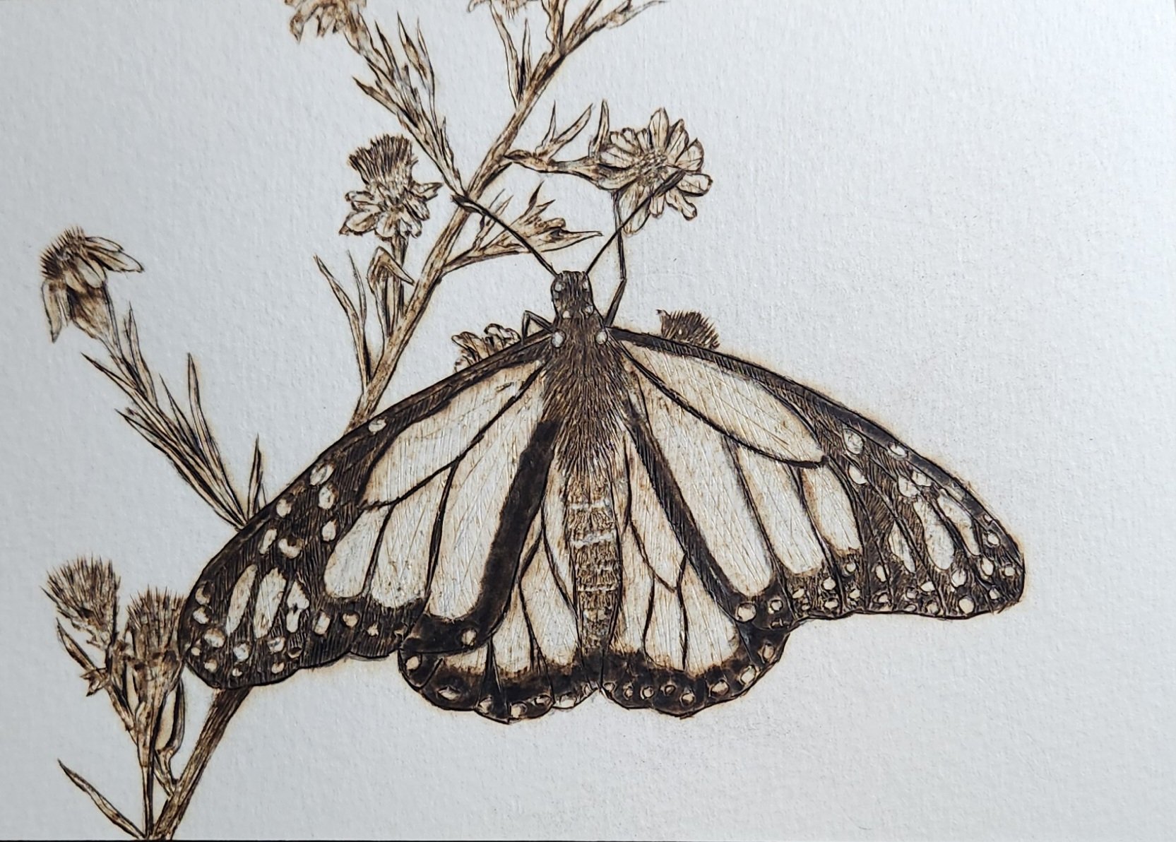 Monarch butterfly
