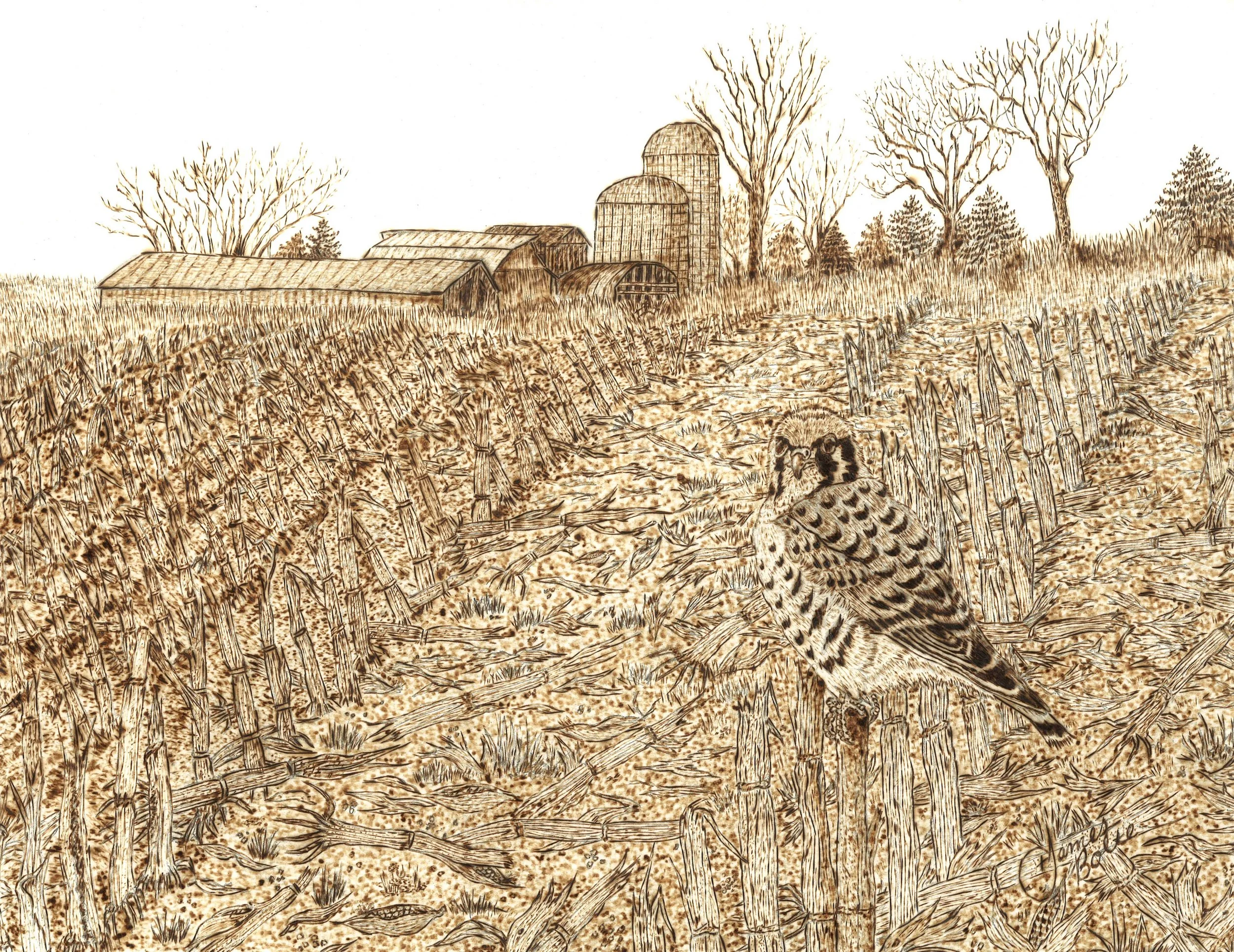 A sepia-toned drawing of a rural farm scene featuring barns, silos, leafless trees, a field of tall grass, and a Kestrel perched on dried stalks in the foreground.