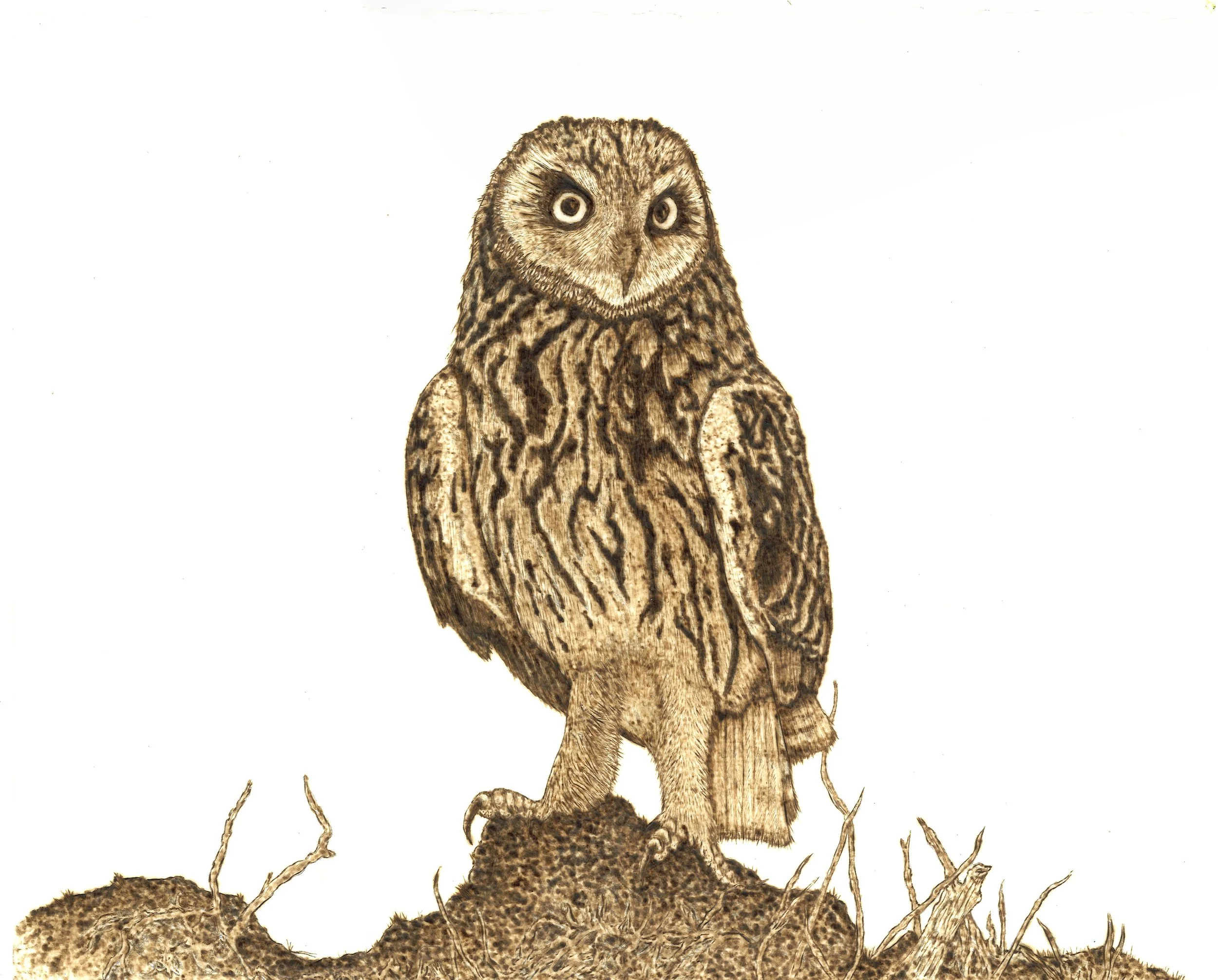 A realistic illustration of a Short-eared owl perched on the ground with roots and soil in the foreground, white background.