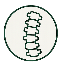 Illustration of a flexible, segmented spine or backbone within a circular border.