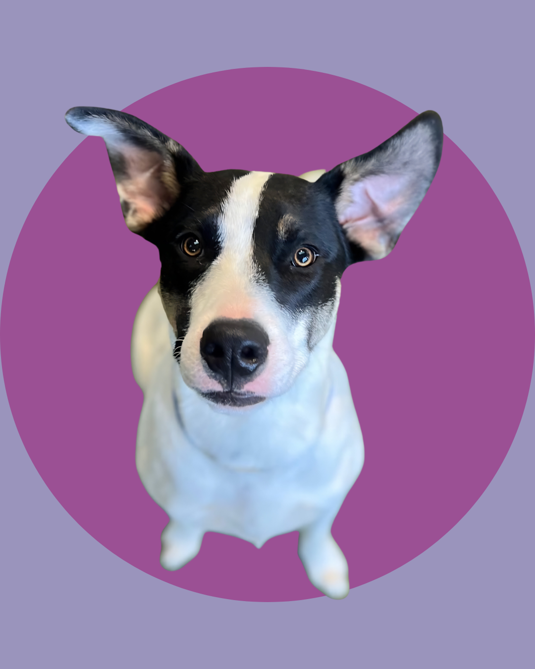 Close-up of a black and white dog with large ears, set against a purple background with a circular design.